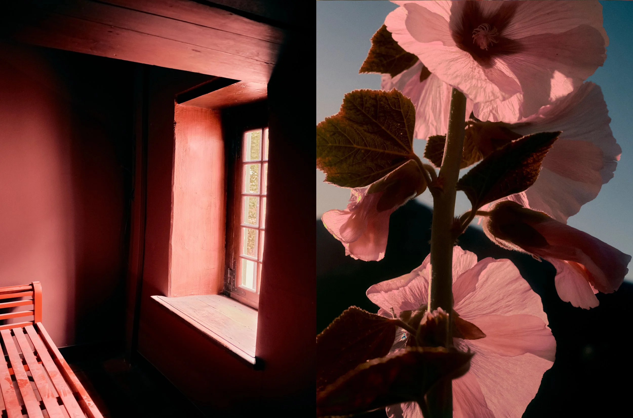 foxgloves.jpg
