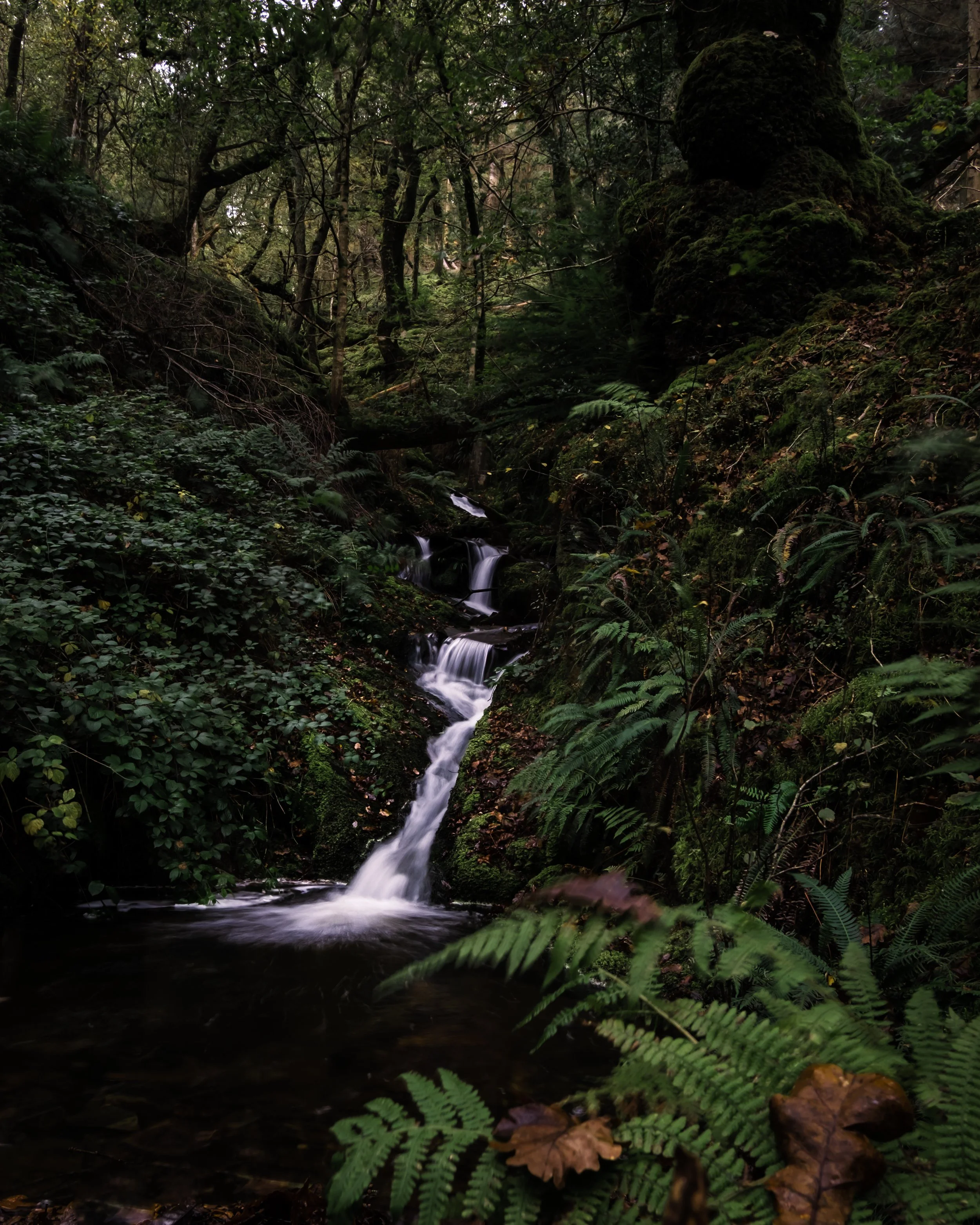 A small waterfall flowing through a dense, green forest with ferns and moss-covered rocks.