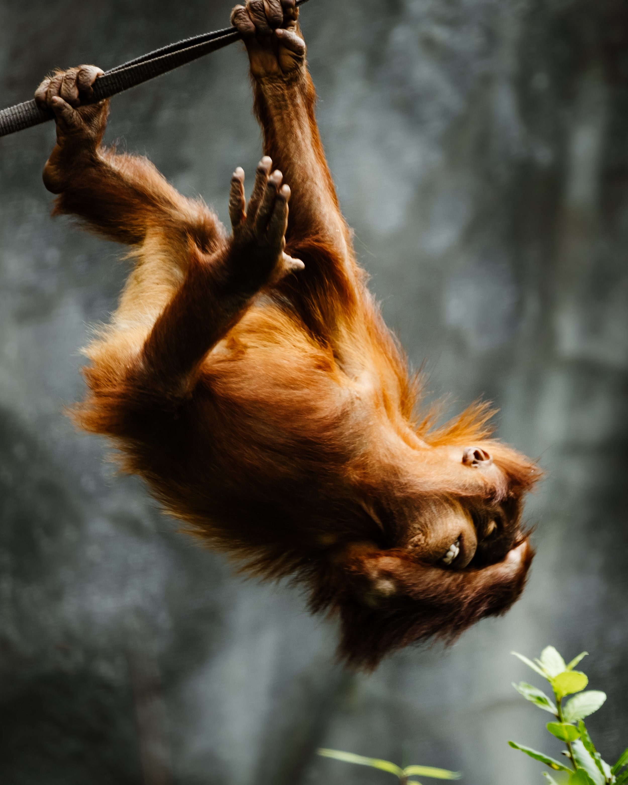 An orangutan hanging upside down by a rope, holding it with both hands, with lush green foliage in the background.