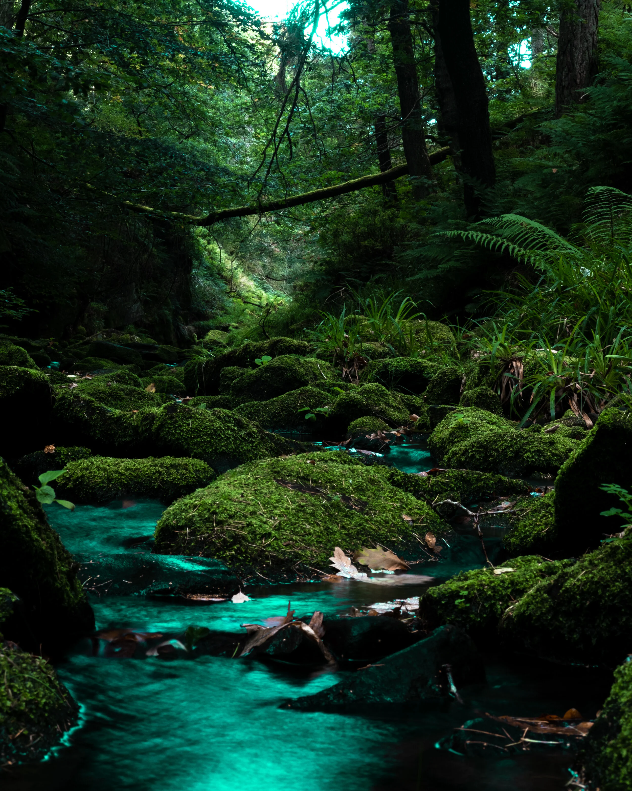 A lush green forest with moss-covered rocks and flowing water."