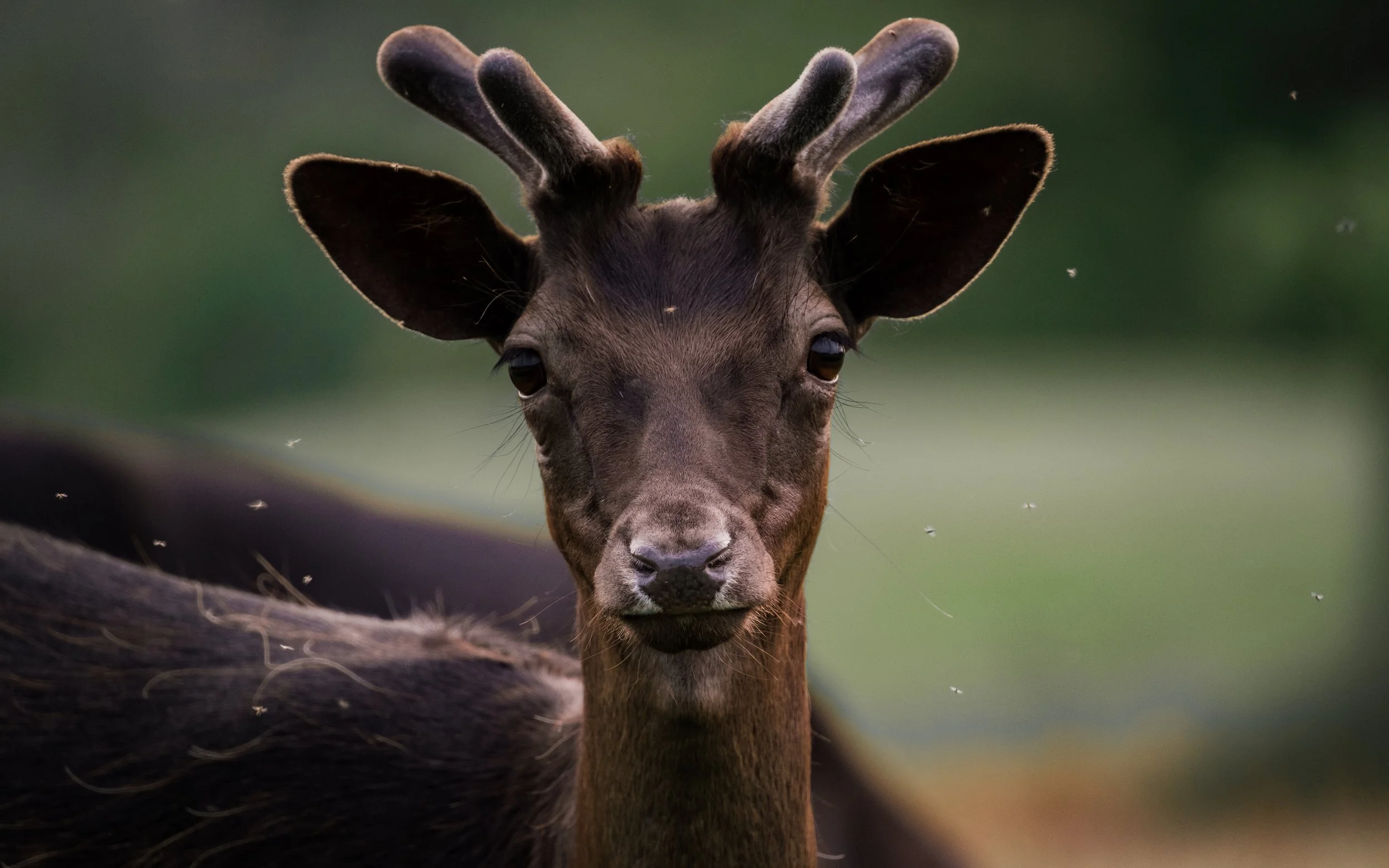 Close-up of a young deer with small antlers and dark eyes, looking directly at the camera, in a natural outdoor setting.