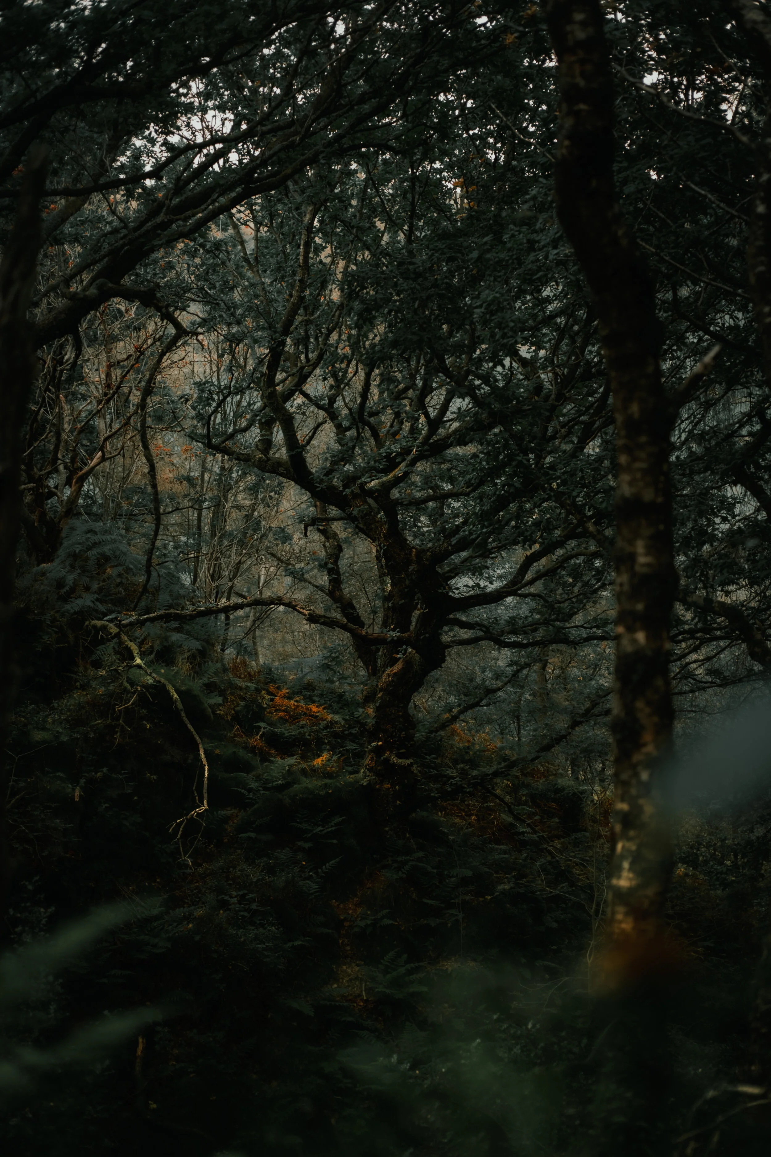 Dark, dense forest with gnarled trees and lush foliage, dimly lit with subdued lighting.