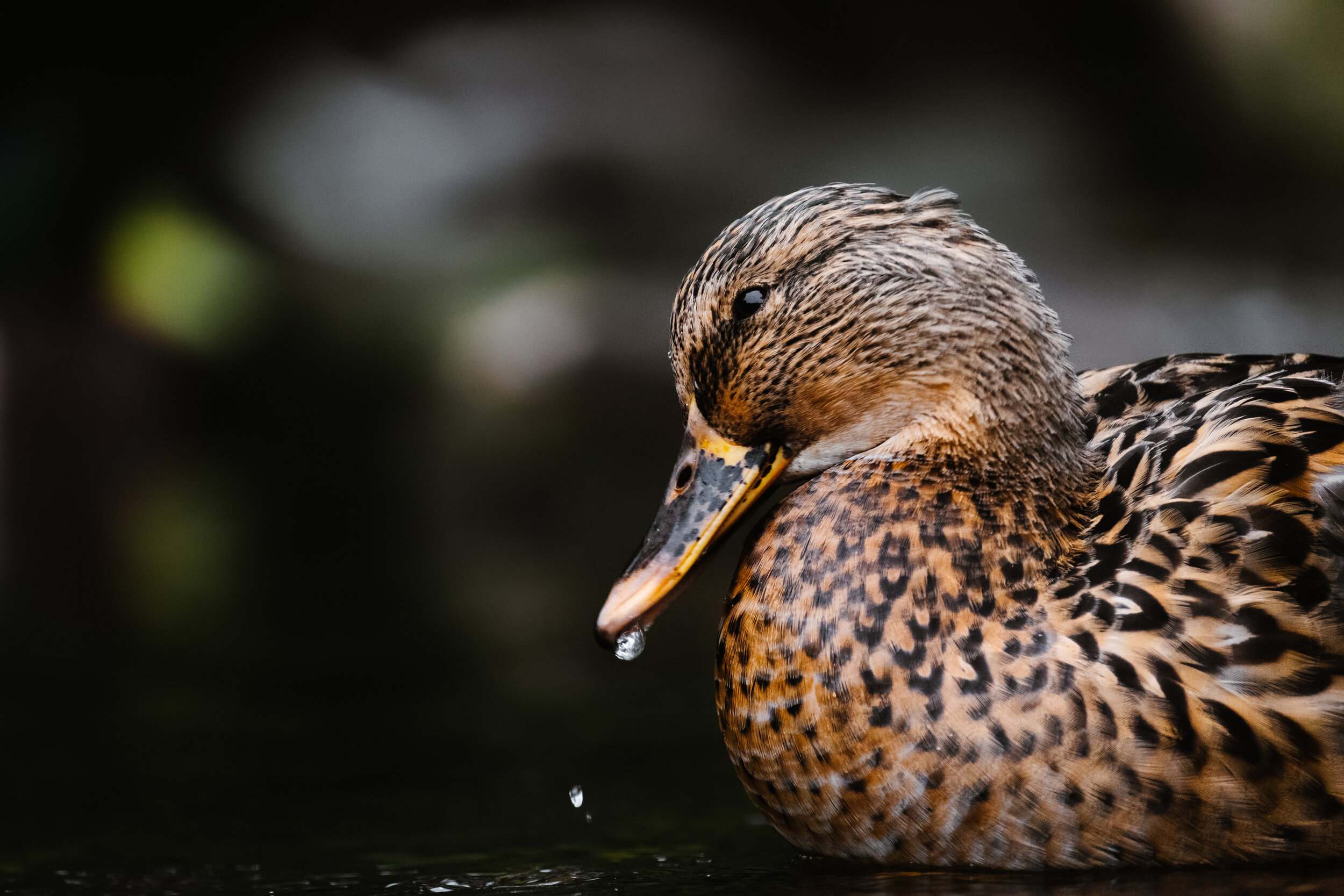 A close-up of a female duck with brown and black feathers, resting on water with droplets falling from its beak.