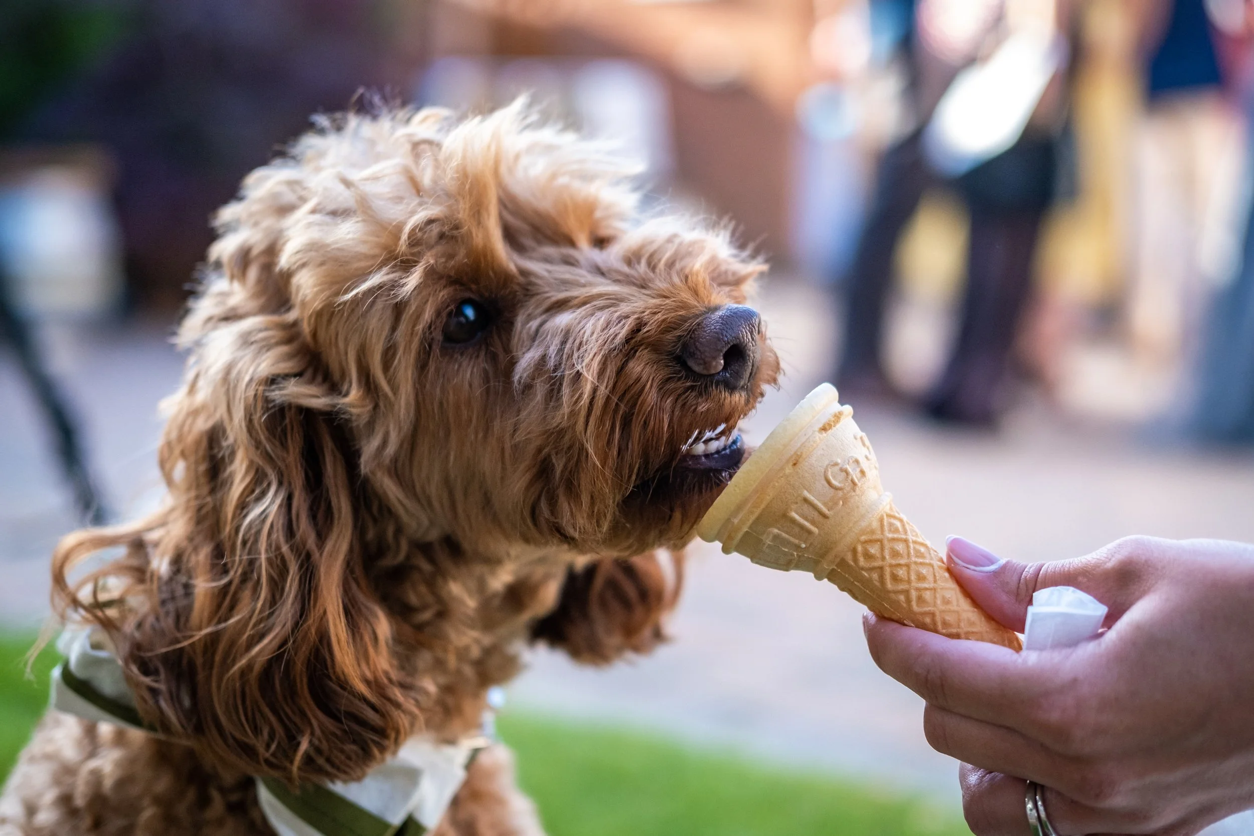 A golden-colored dog is licking a vanilla ice cream cone held by a person. The dog is outside, and the background is blurred with hints of people and outdoor setting.