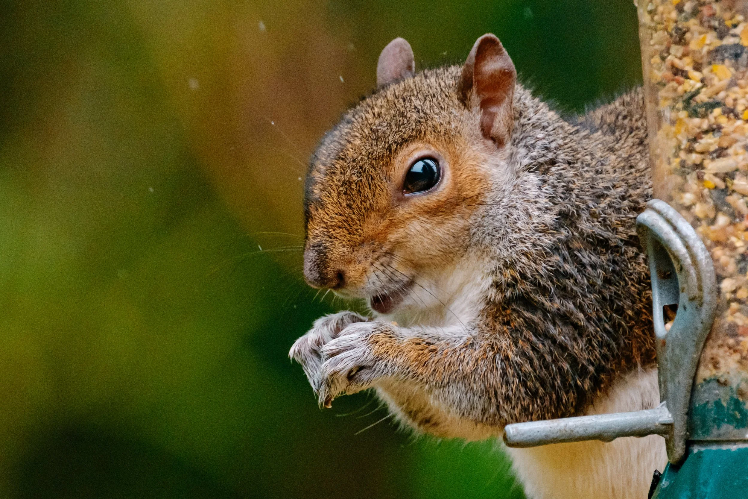 Close-up of a squirrel eating seeds from a bird feeder with a blurred green background.