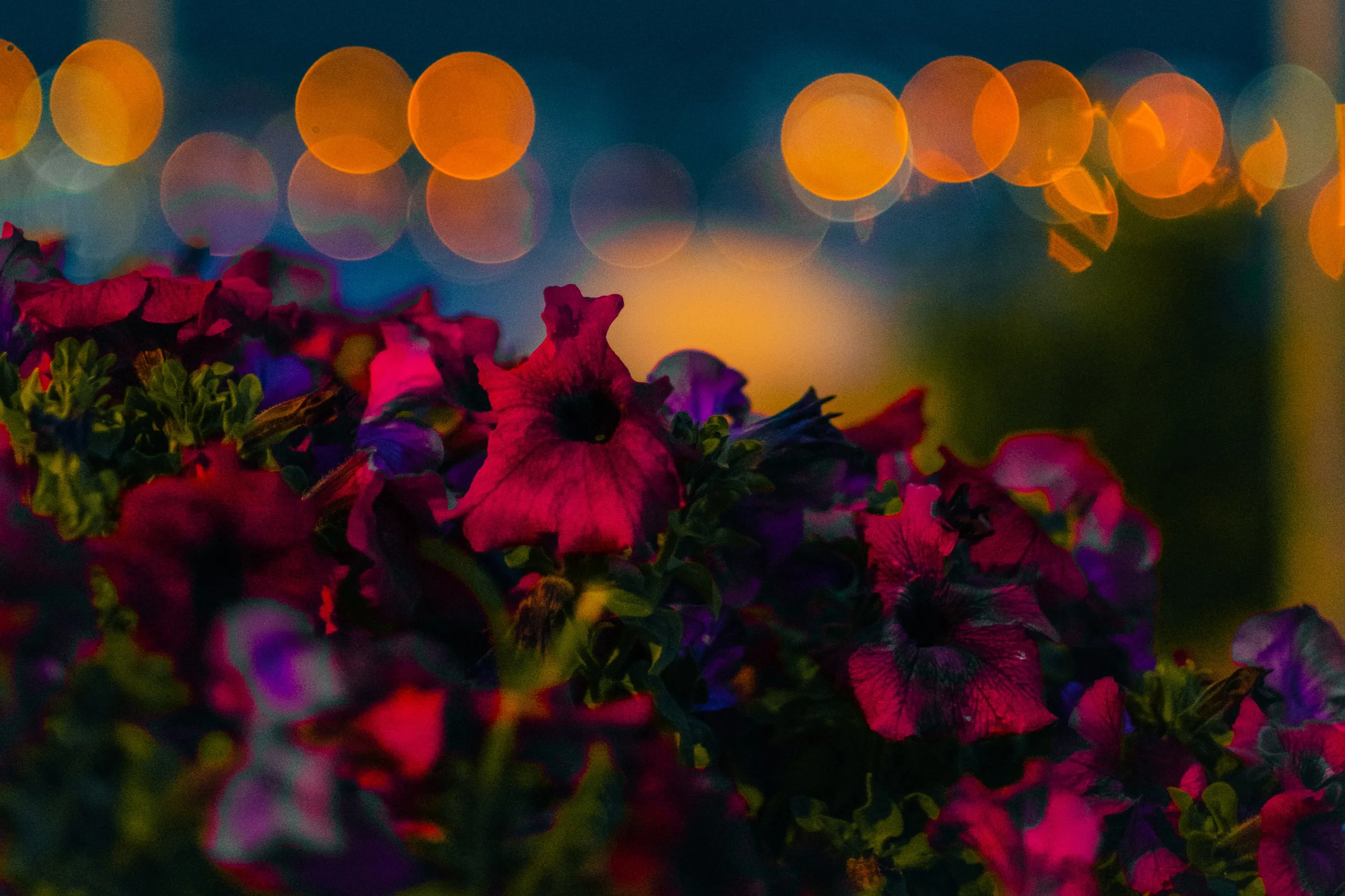 Turkish Firenight Flower.jpg