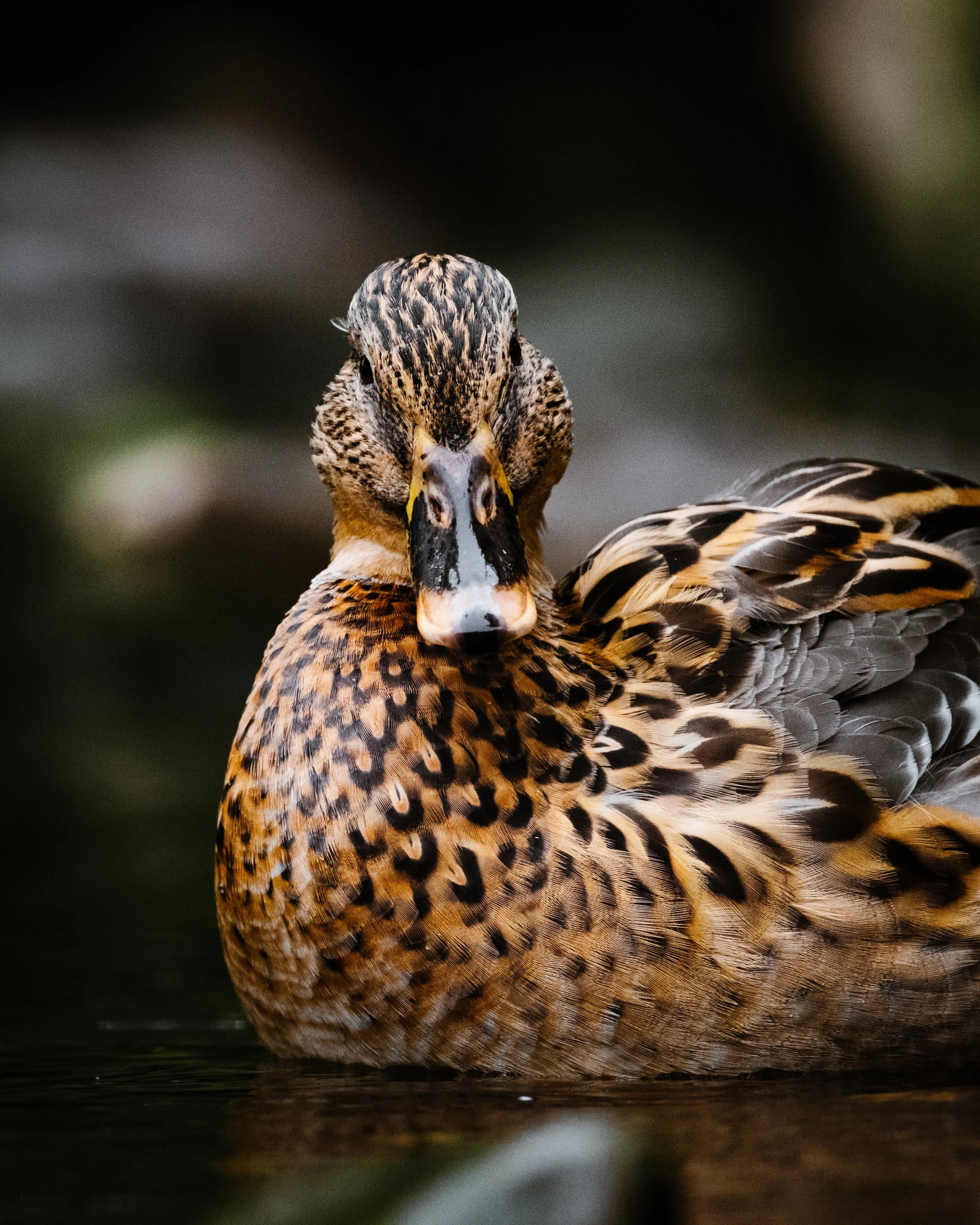 Duck For Mikey Edit.jpg