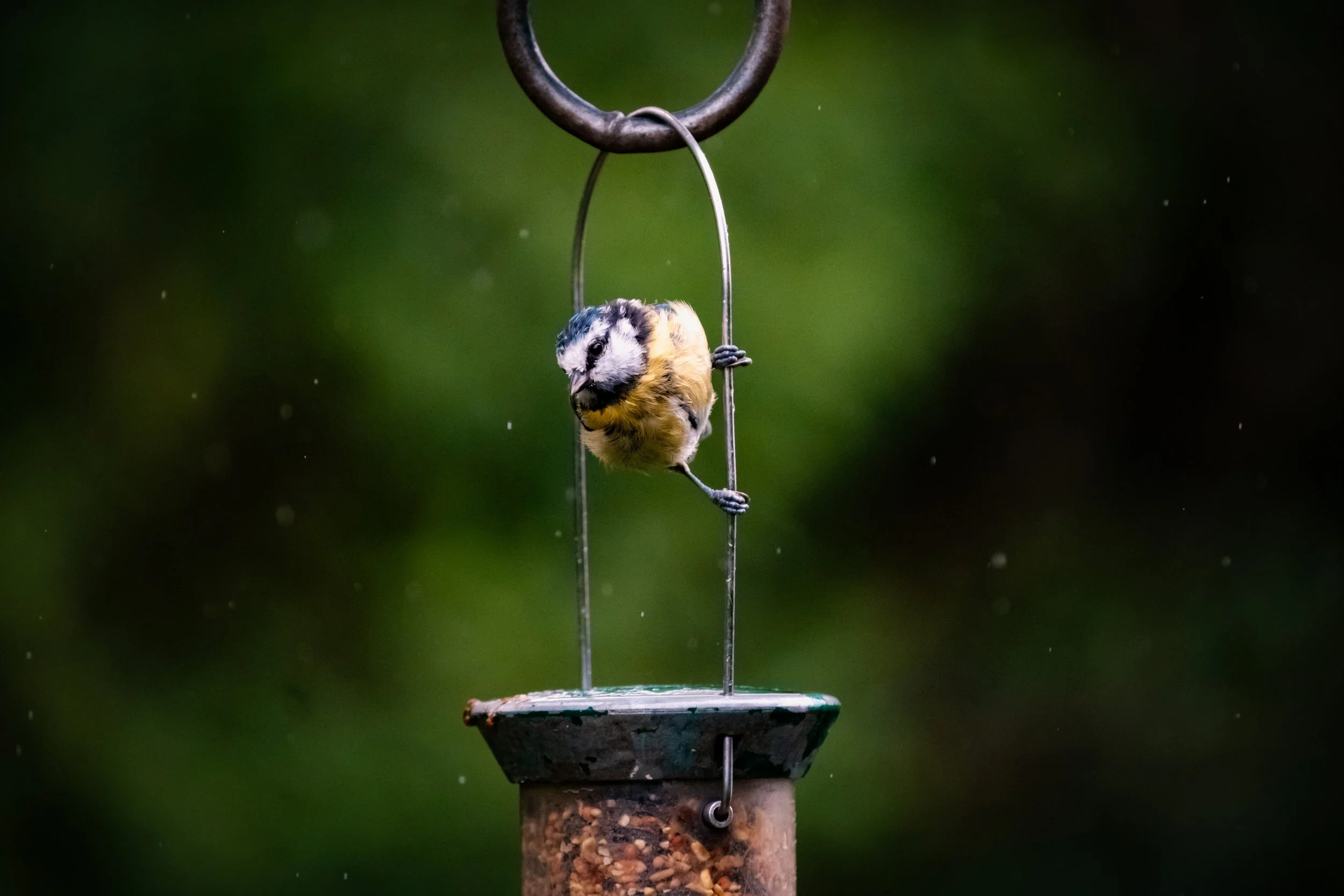 Bird Feeder July 23.JPG