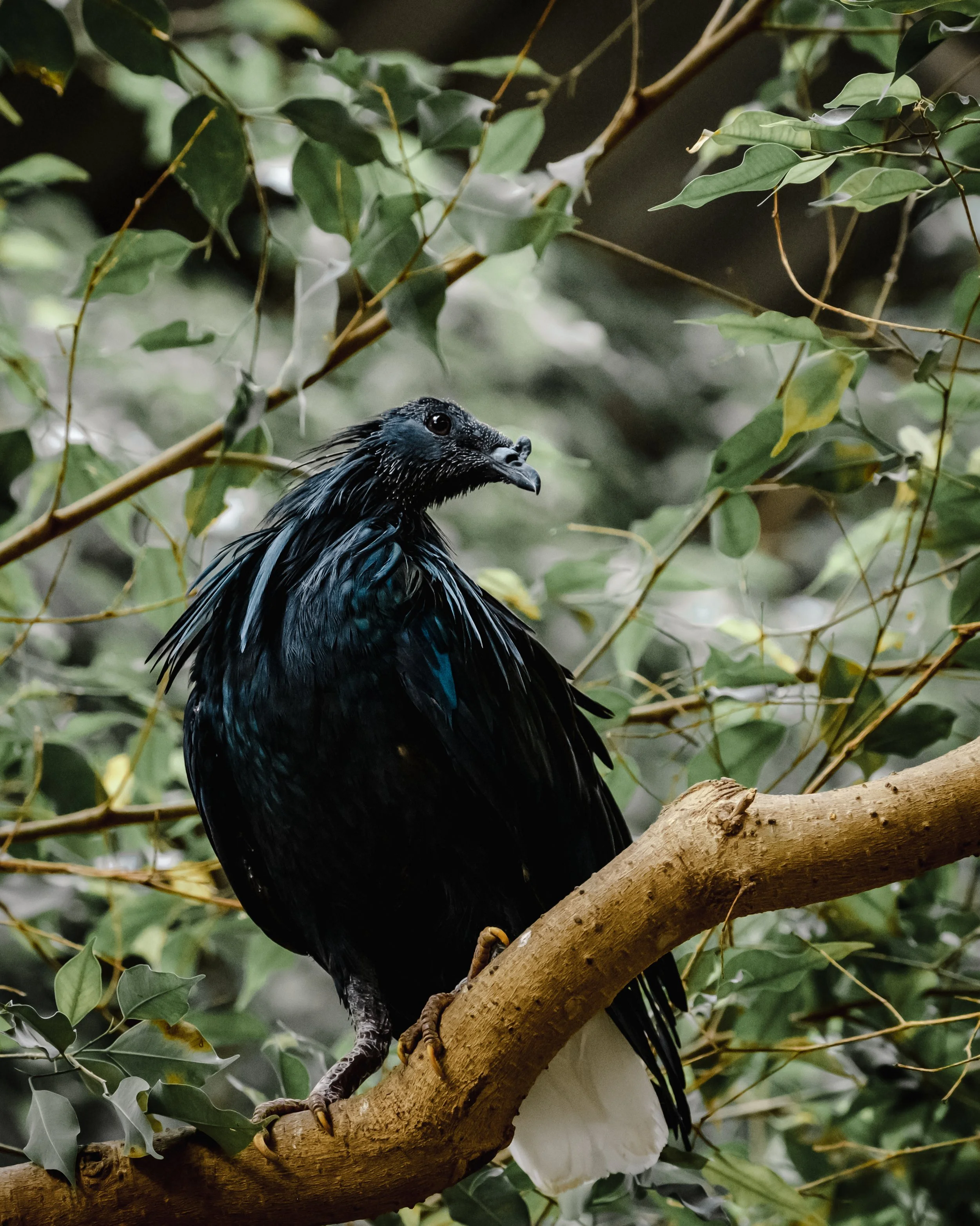 Jaspers mate 4x5-2.jpg