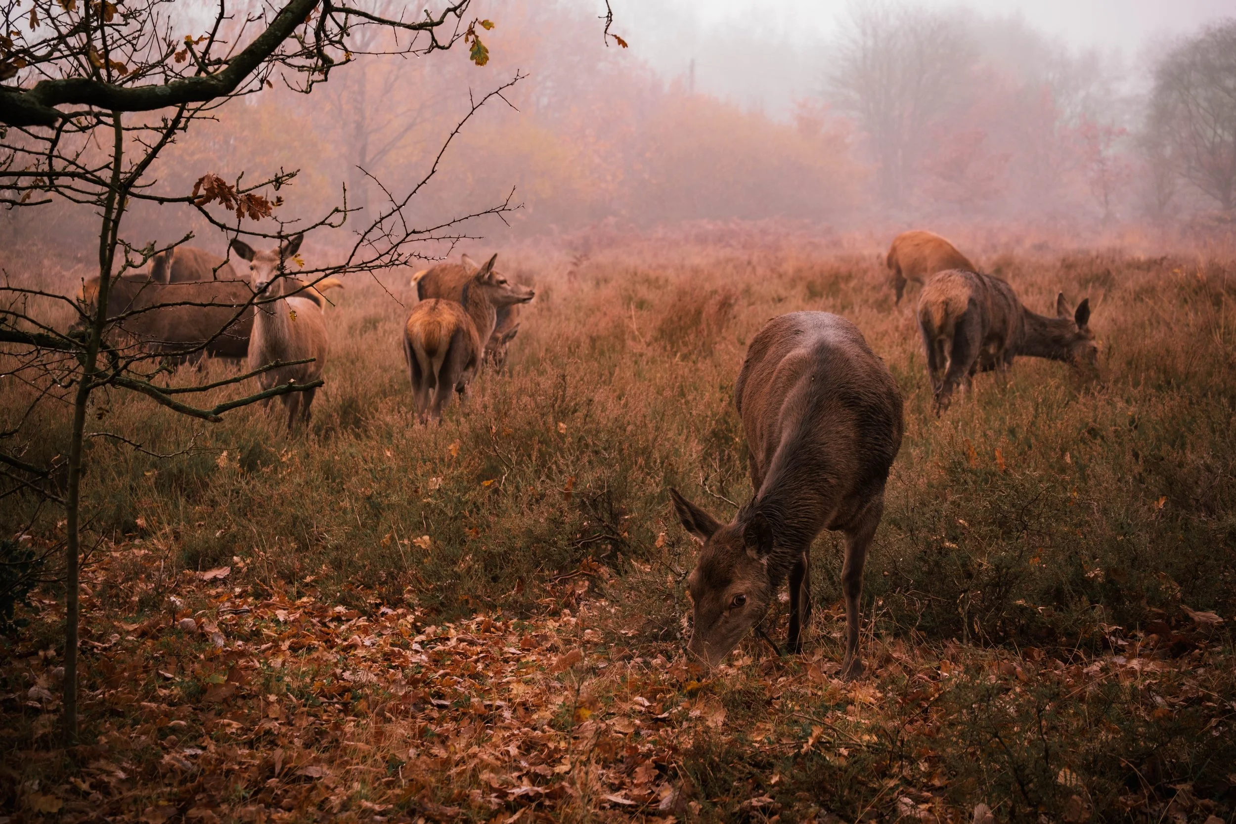 Deer Soft Warmth.jpg