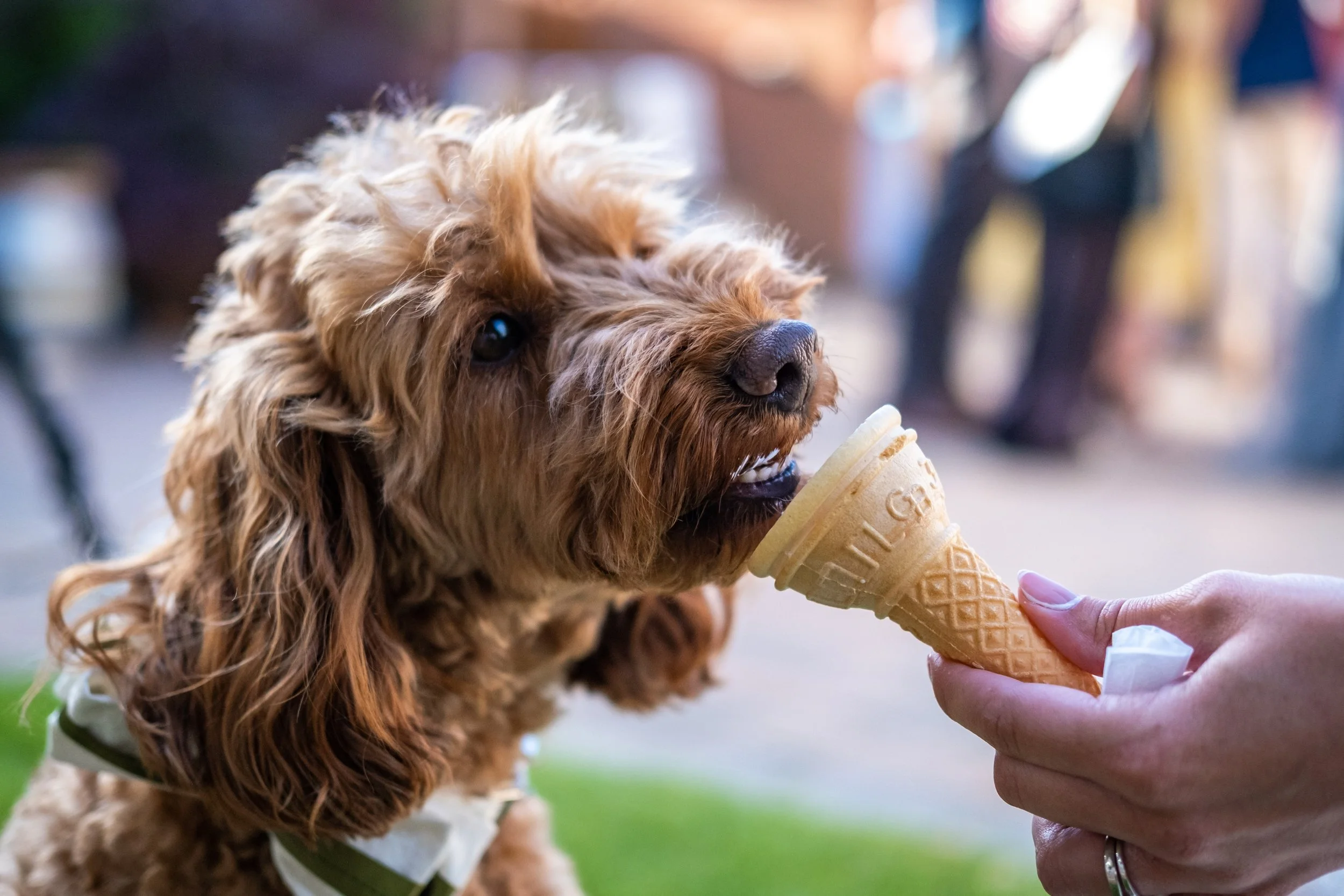 Lichfield Wedding Photographer Outdoor wedding photography cute dog (4).jpg