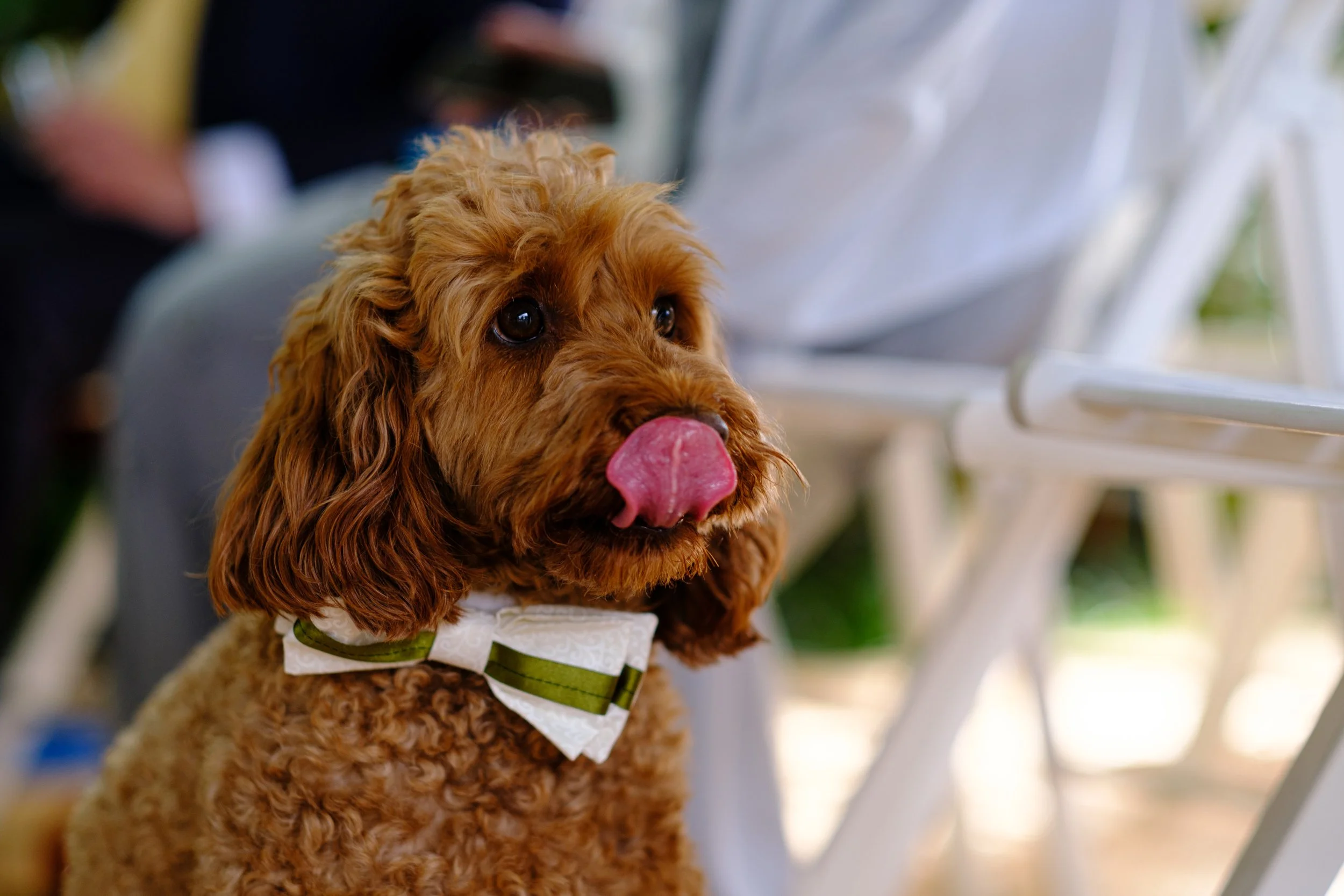 Rocco Tongue Cute.jpg