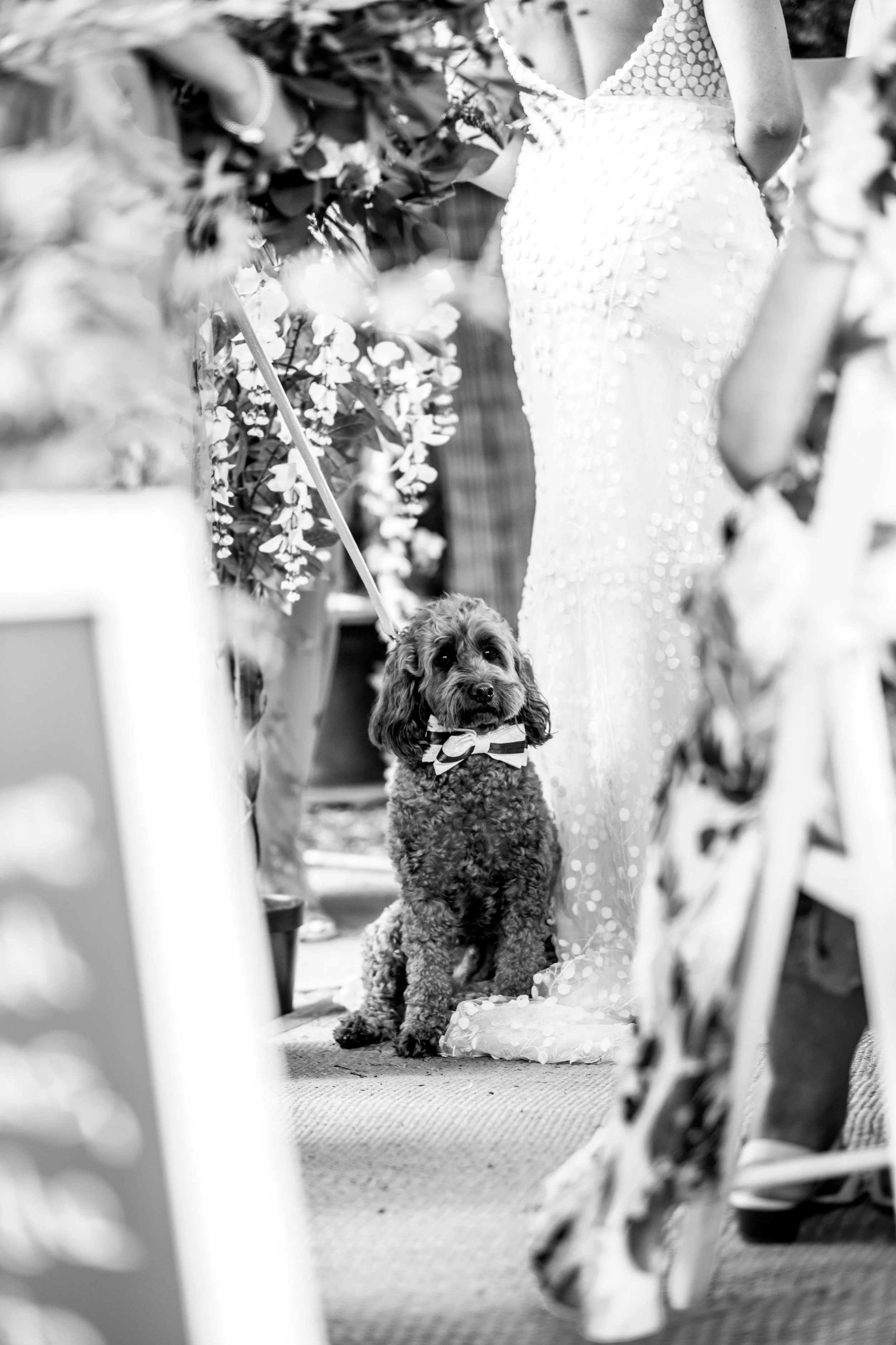 Lichfield Wedding Photographer Outdoor wedding photography cute dog (3).jpg
