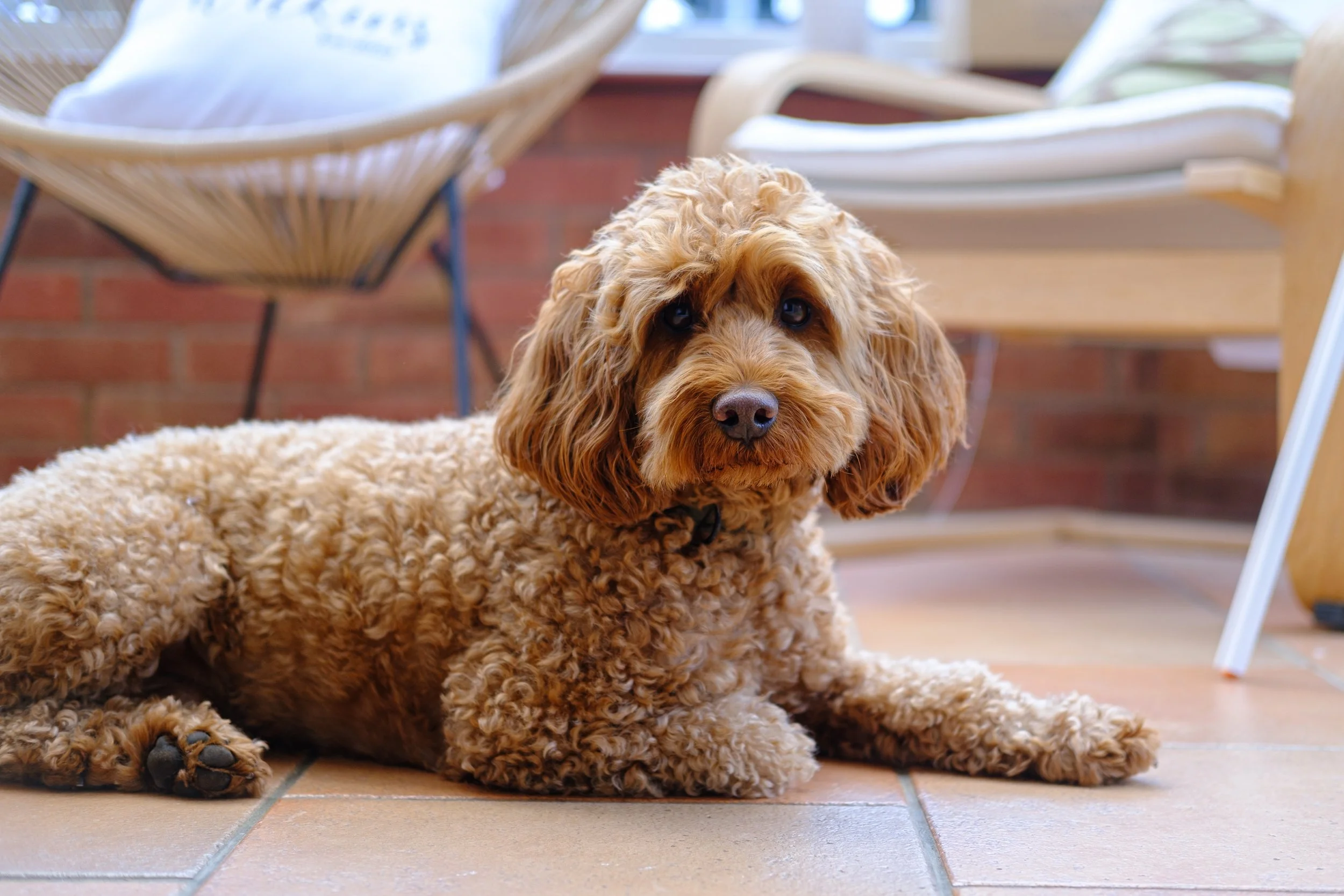 Wilkins Wedding Website-2.JPG