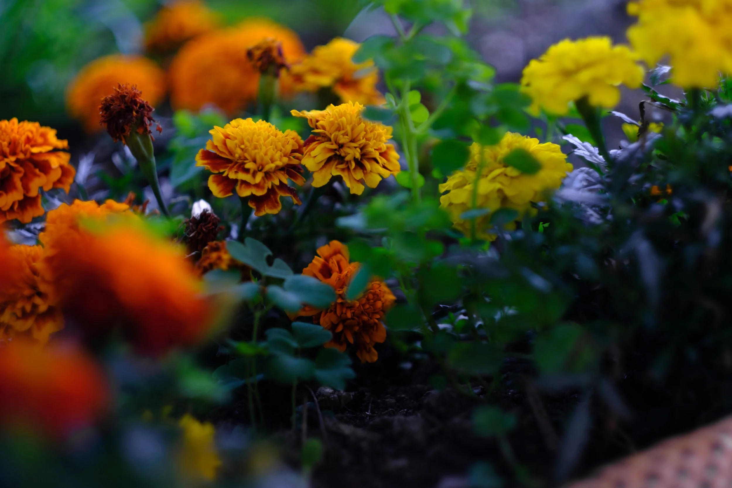 Lichfield Wedding Photographer Outdoor wedding photography cute dog (7).jpg