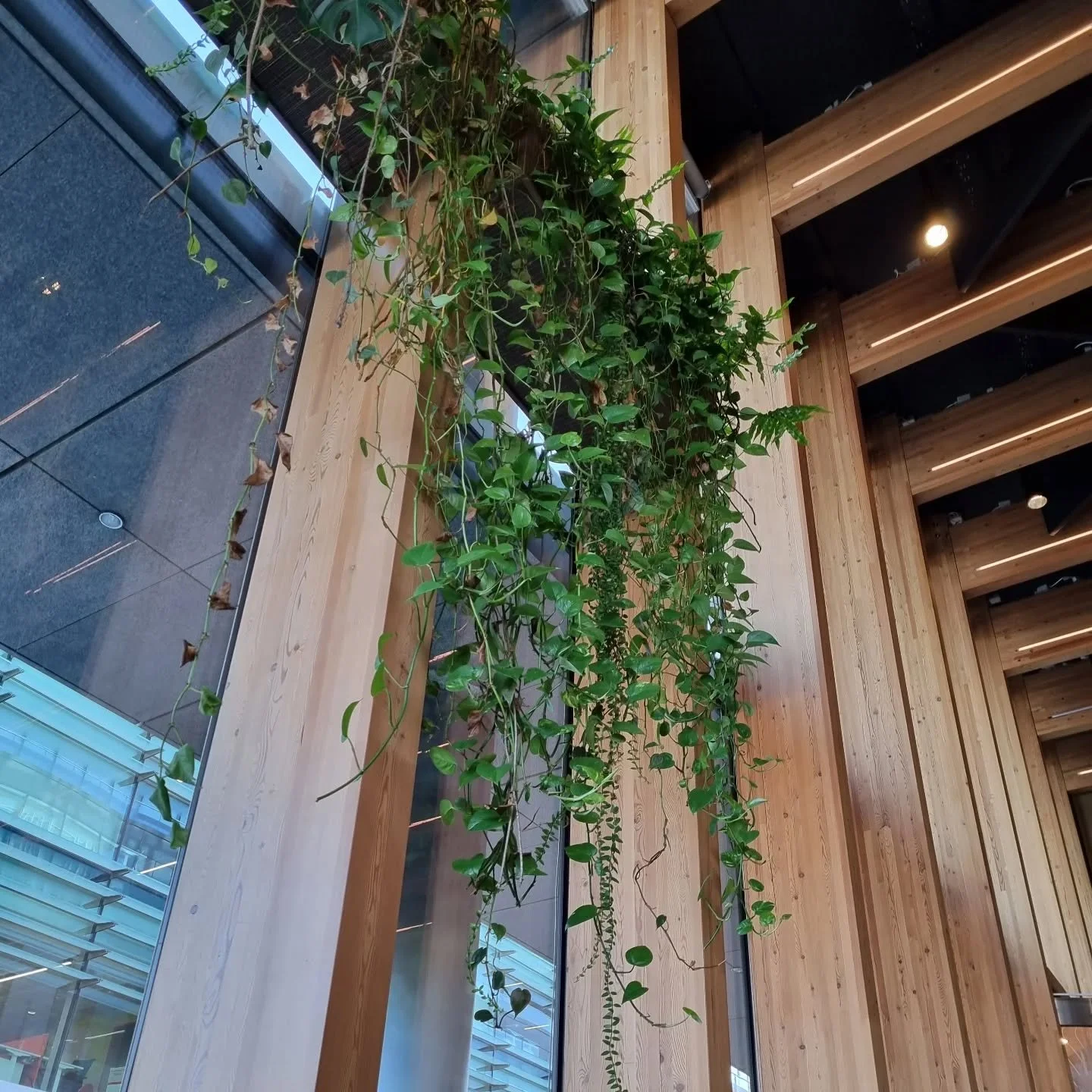 Glulam beams are changing modern construction &mdash; and offering big advantages over steel or concrete:
✅ Lower carbon footprint &mdash; timber stores carbon instead of emitting it
✅ Strong &amp; versatile &mdash; comparable strength with lighter w