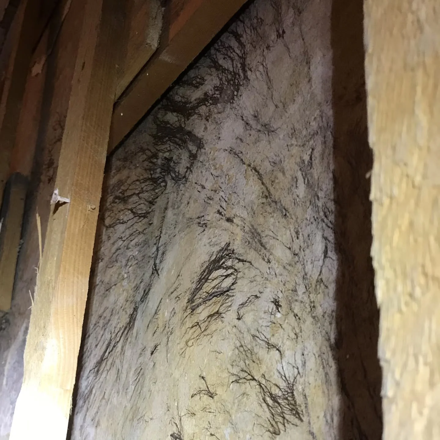 🪵 Dry Rot Hidden Behind Dry Lining

One of the most common problems we uncover in older buildings is dry rot concealed behind modern dry lining.

Dry lining systems (plasterboard fixed to timber battens) are often installed to improve insulation or 