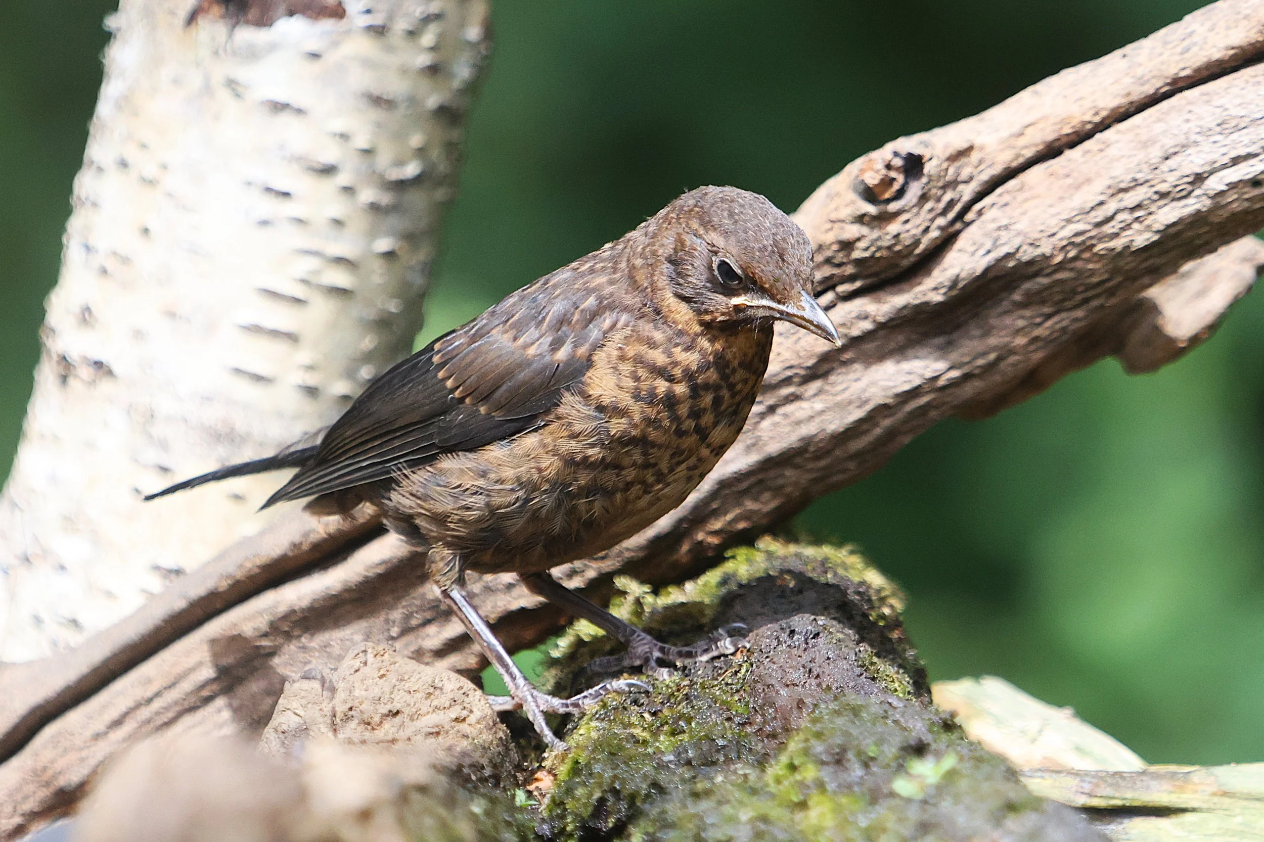 Female Blackbird - Kent Reflection Pool Hide, UK
