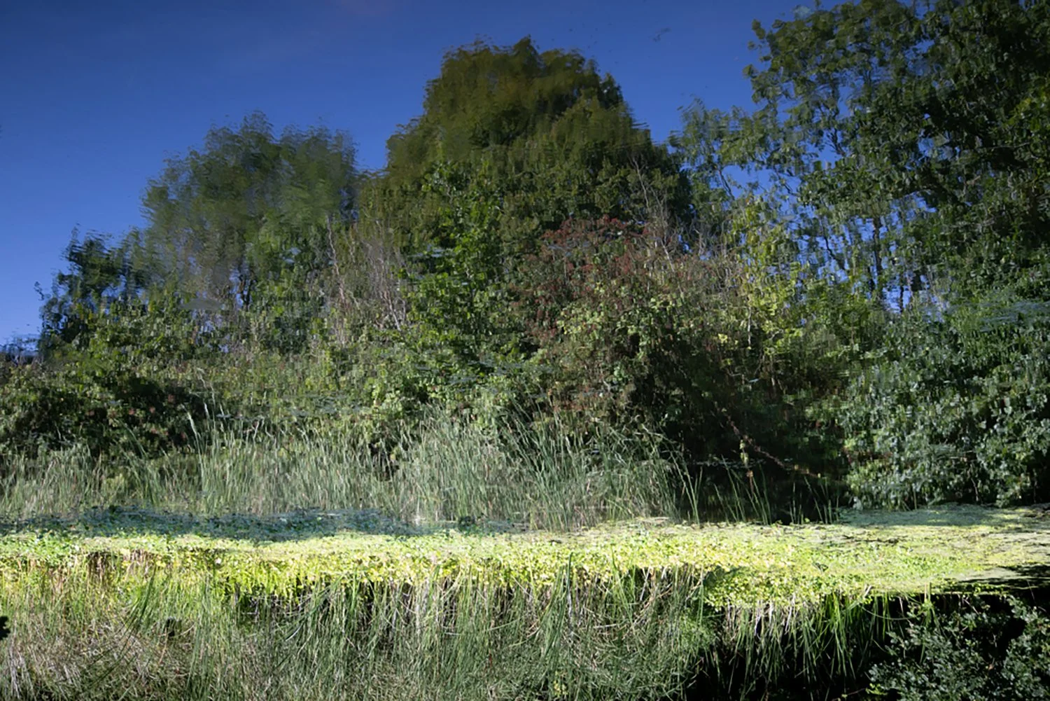 Inverted image showing reflections in the Royal Military Canal, Hythe, Kent