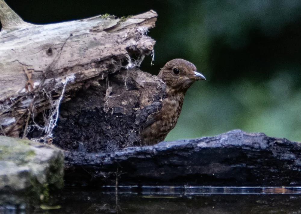 Female Blackbird - Kent Reflection Pool Hide, UK
