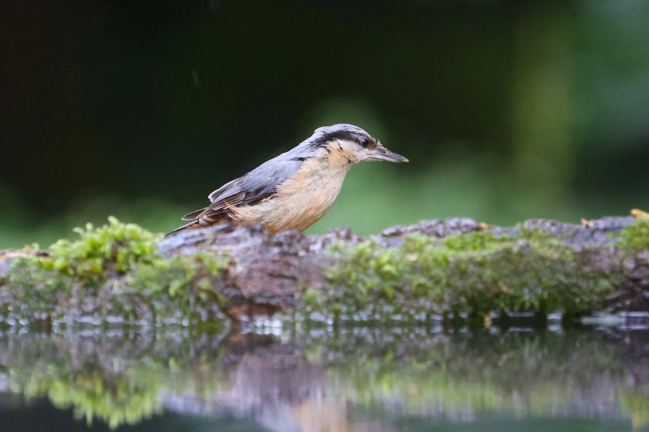 Nuthatch - Kent Reflection Pool Hide, UK