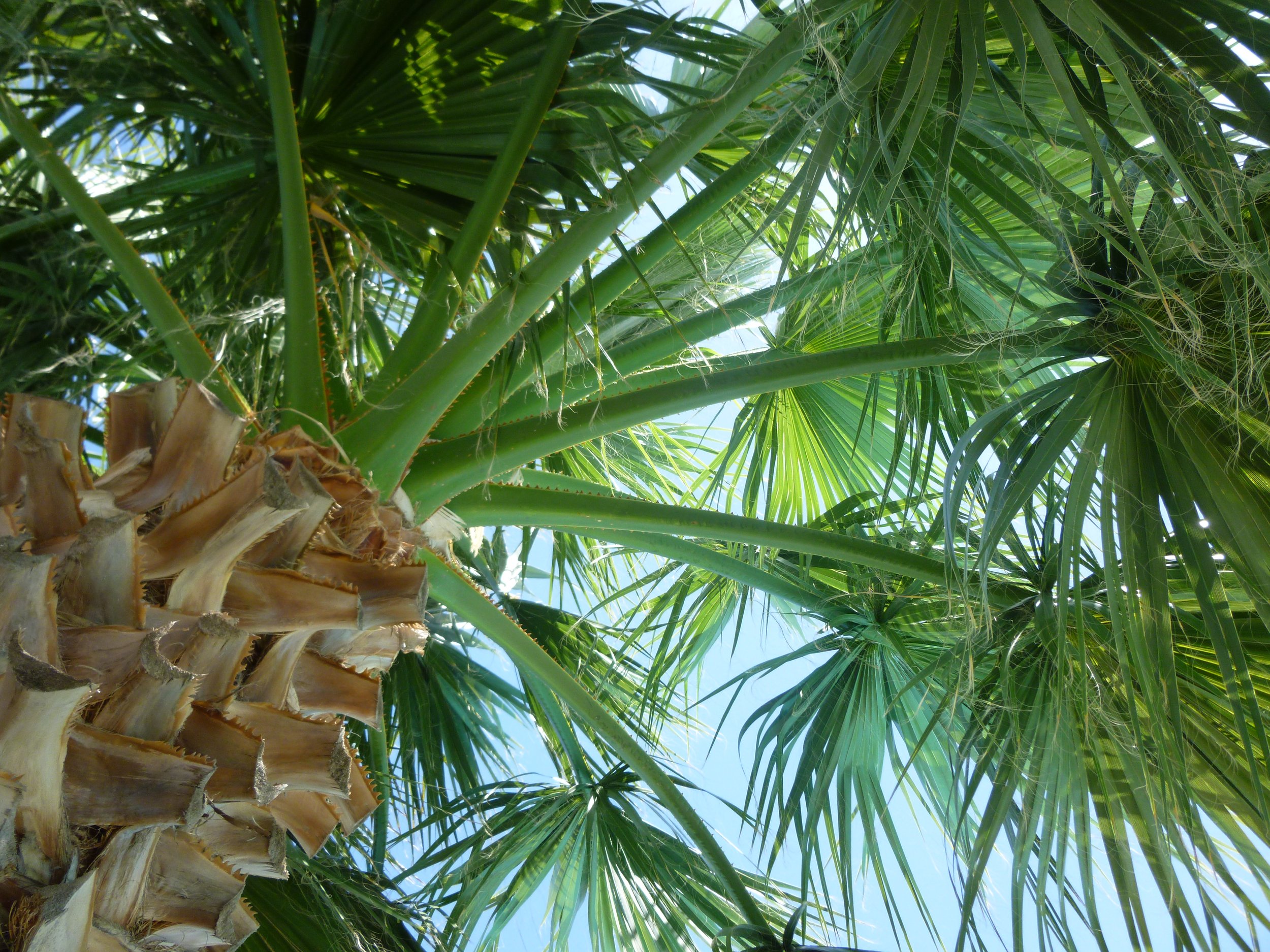 Palm Tree in Cyprus