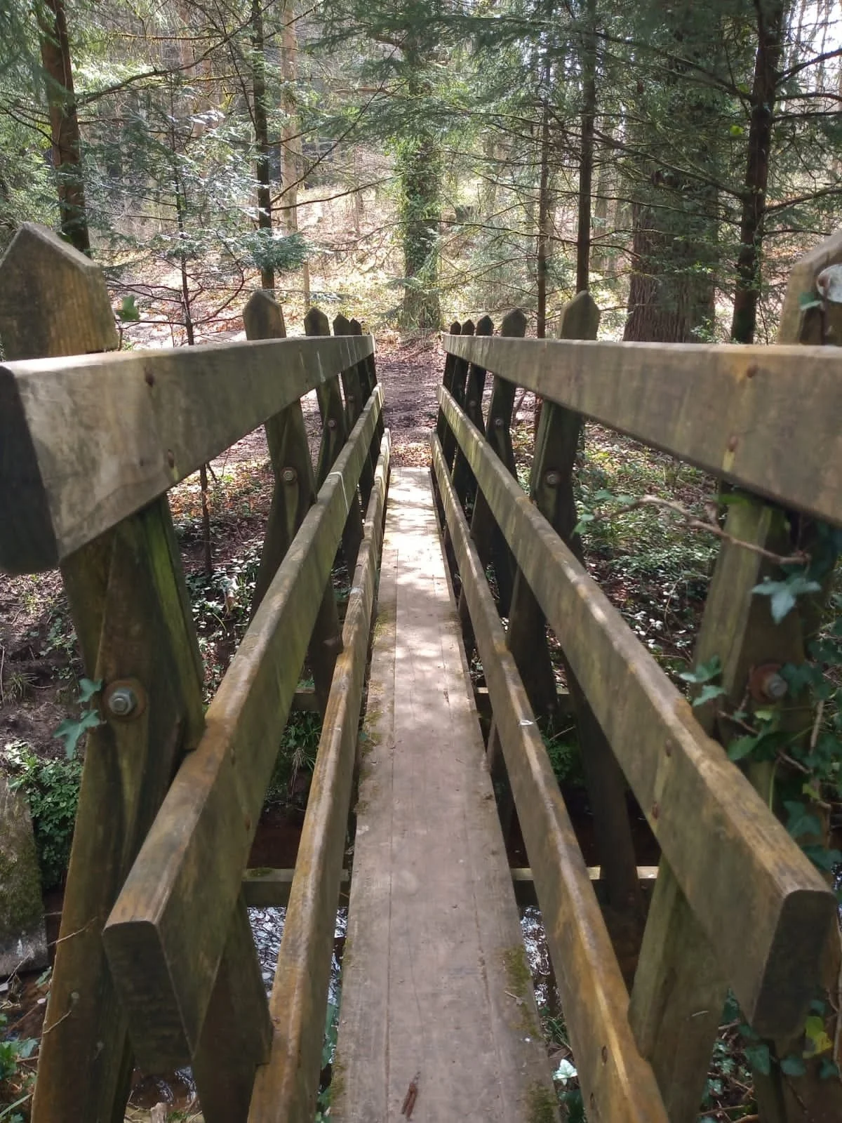 Footbridge in the woods - West Hythe, Kent