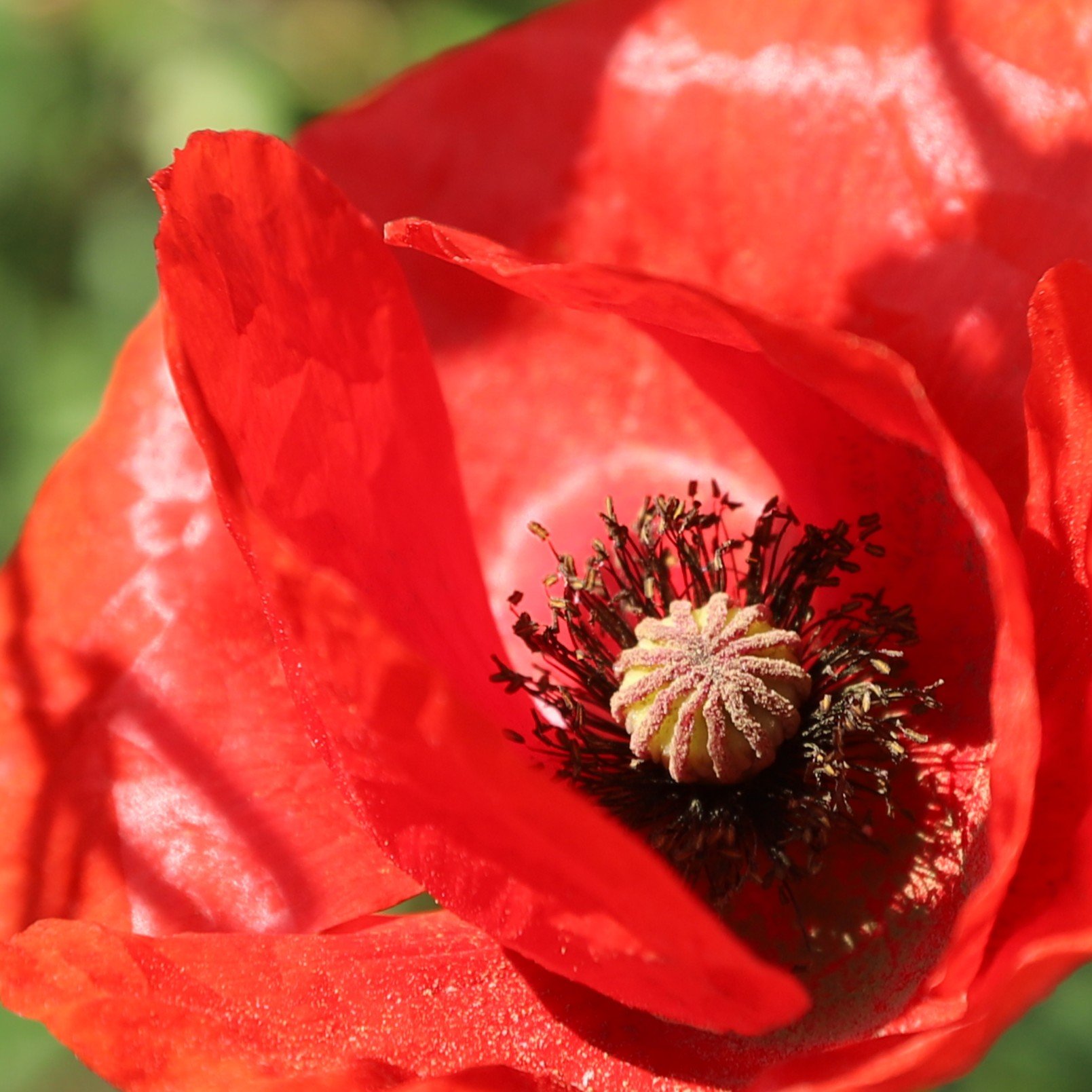 Poppy by the roadside