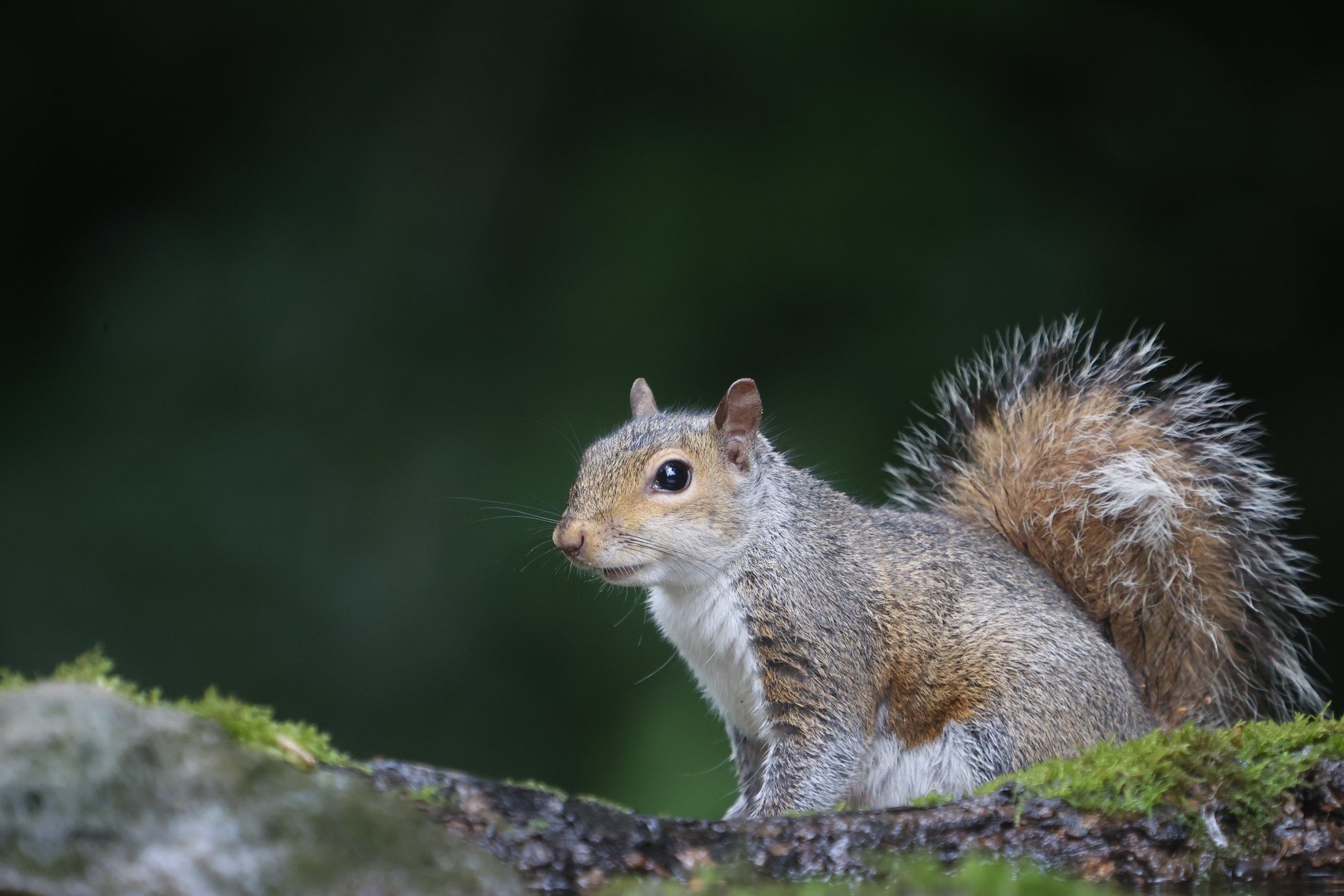 Grey Squirrel - Kent Reflection Pool Hide, UK