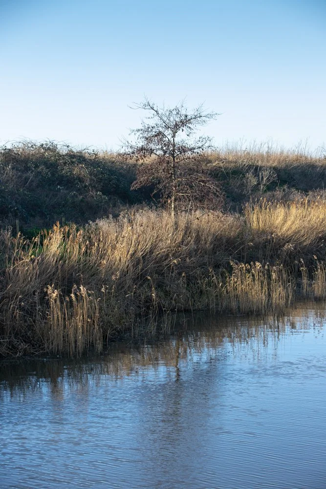 A lone tree on the south bank of the Royal Military Canal at Hythe, Kent 