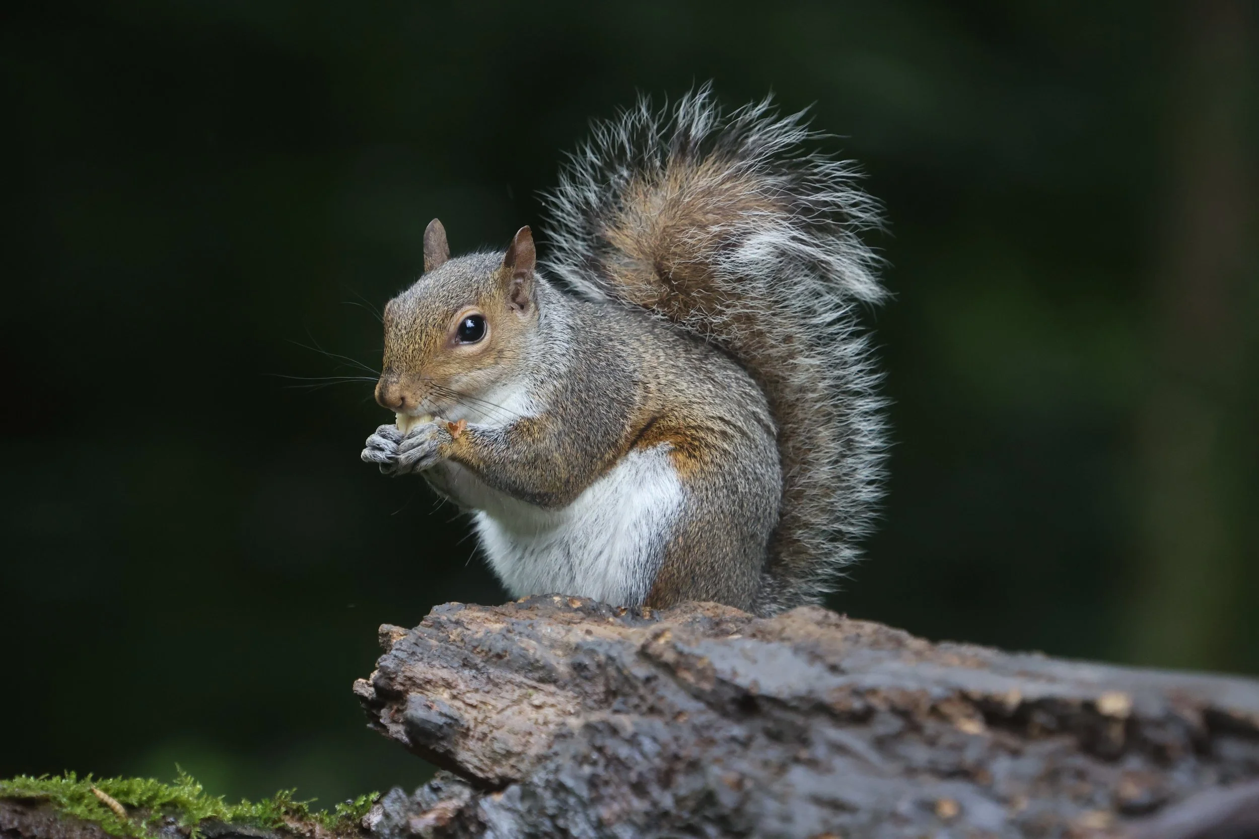 Grey Squirrel - Kent Reflection Pool Hide, UK