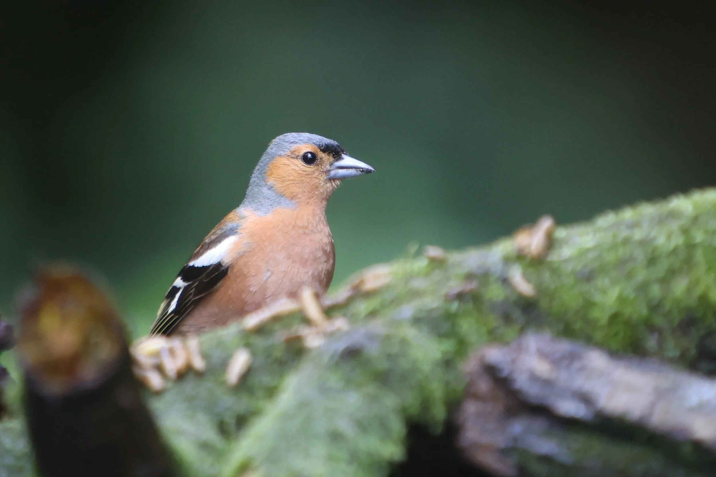Chaffinch - Kent Reflection Pool Hide, UK