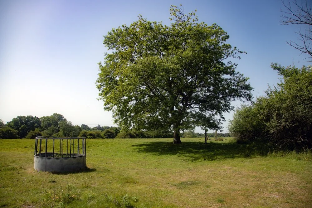 Tree in a field with cattle feeder