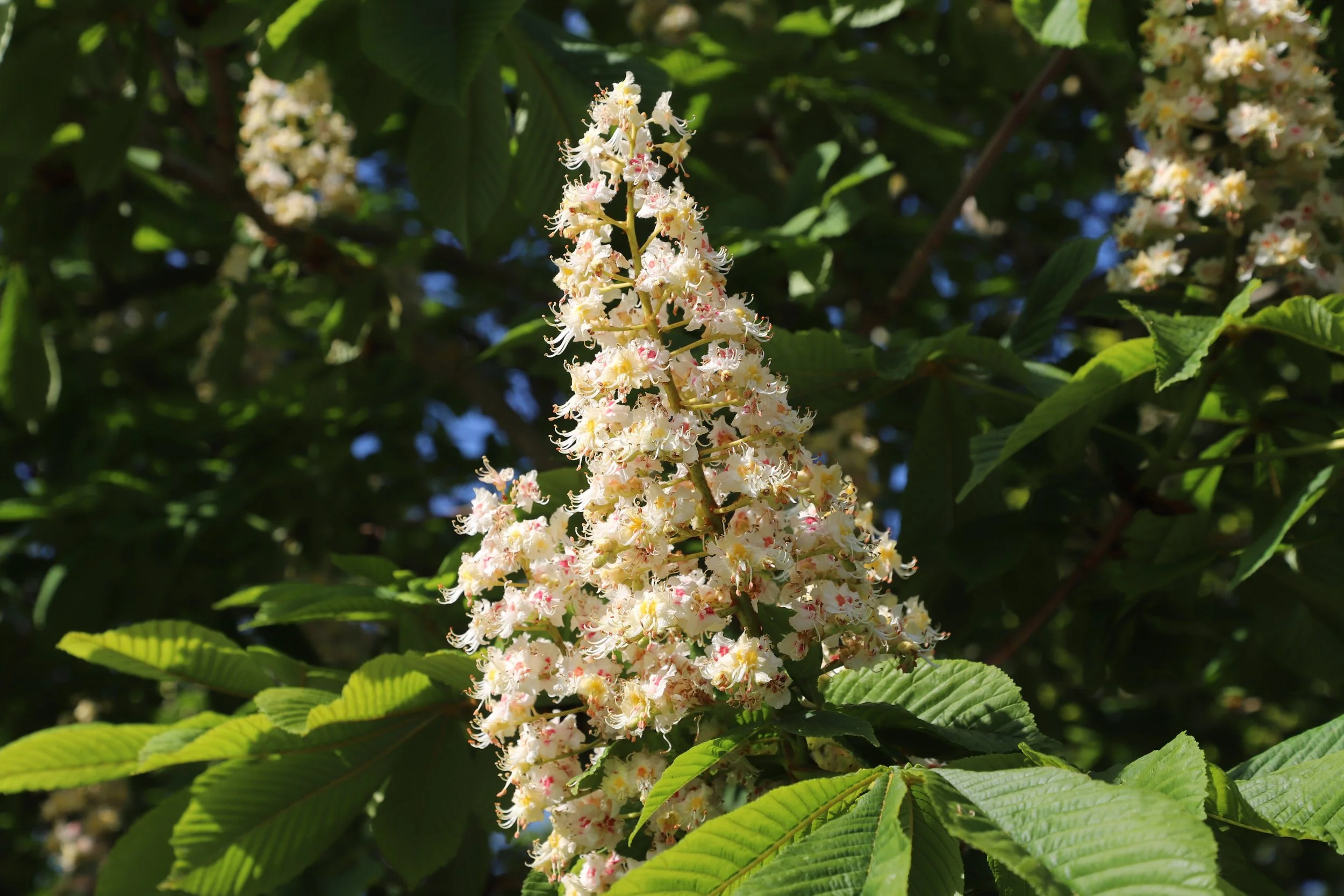 Horse Chestnut blossom