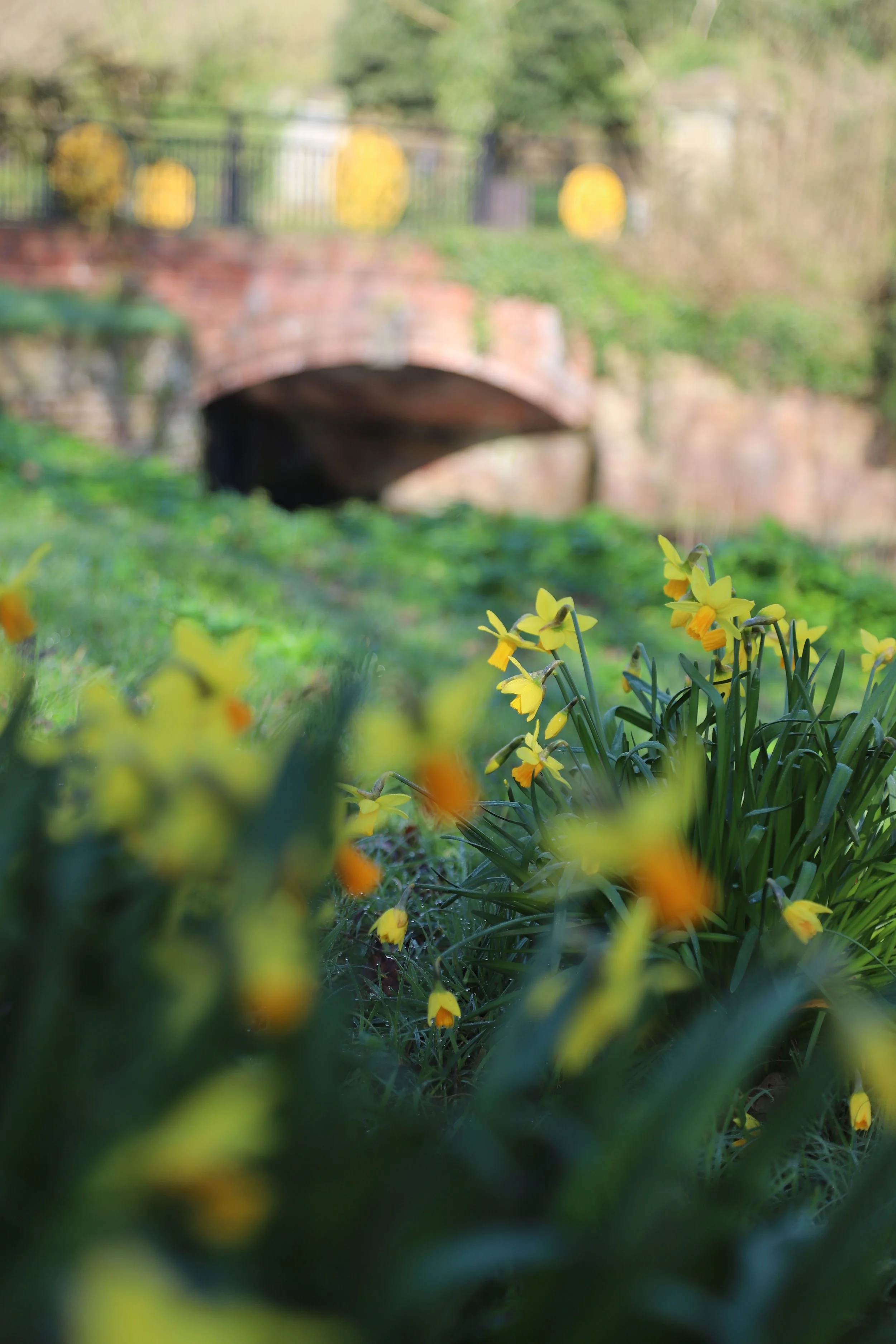 Signs of spring at West Hythe, Kent