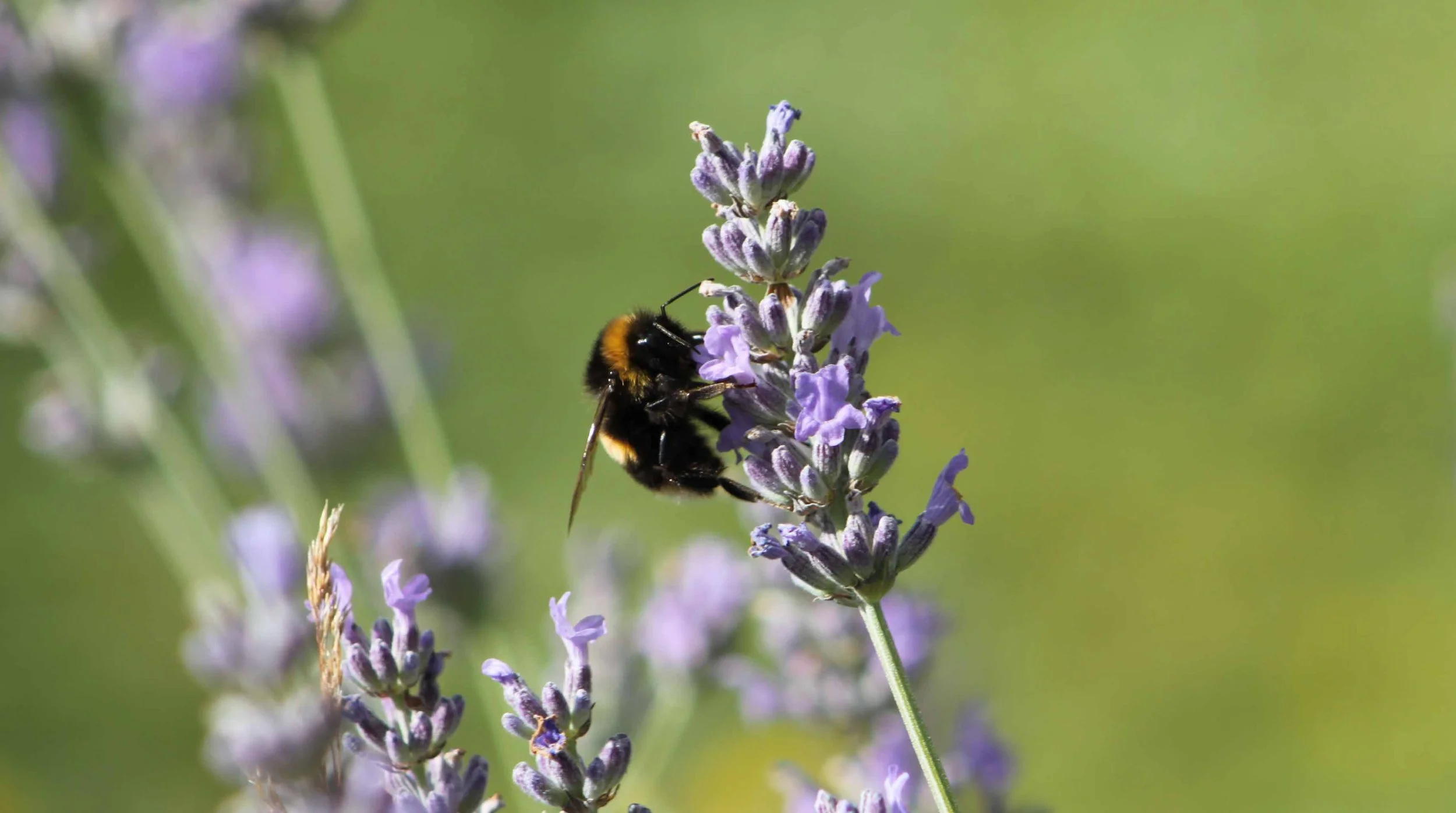 Bee on Lavender