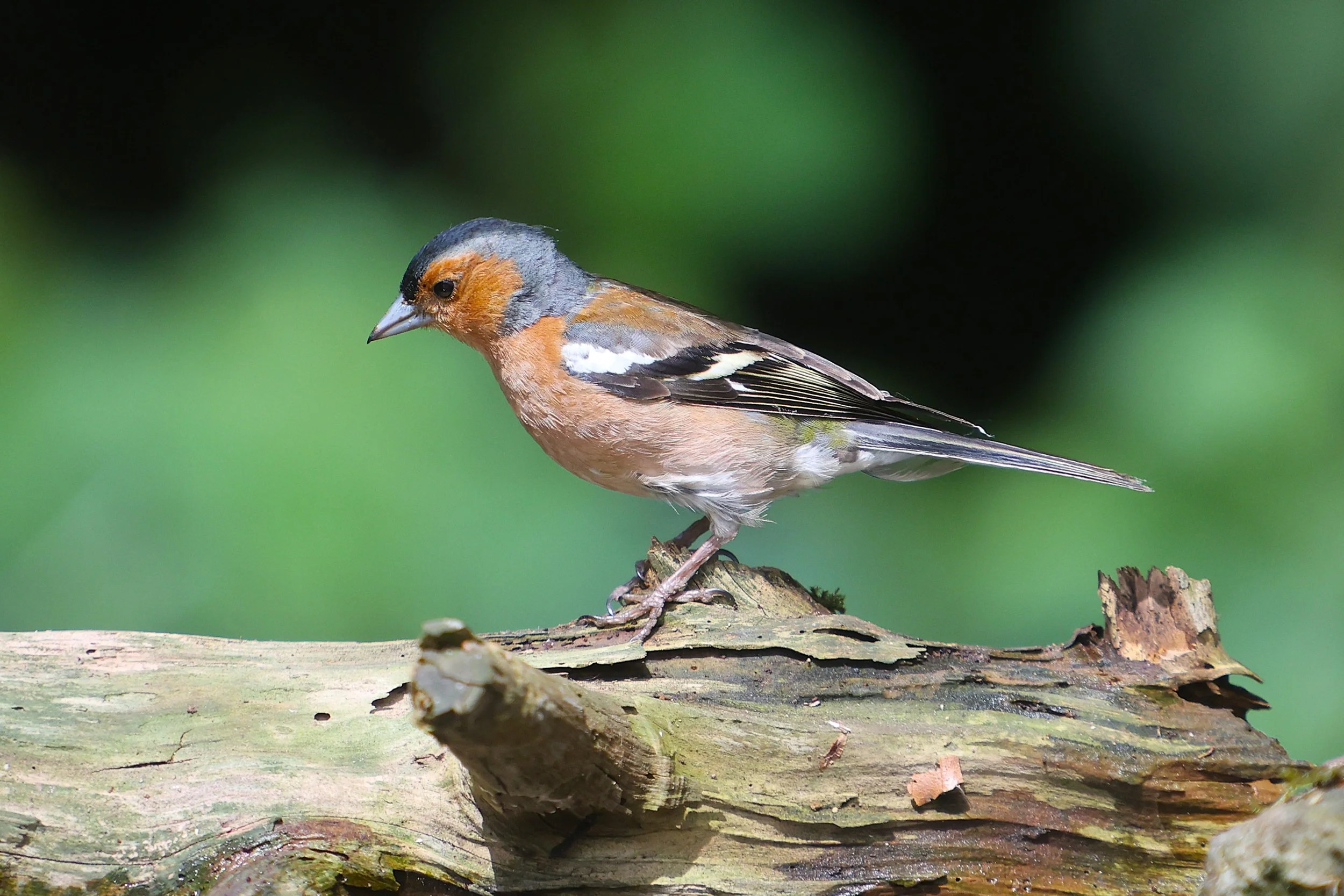 Chaffinch - Kent Reflection Pool Hide, UK