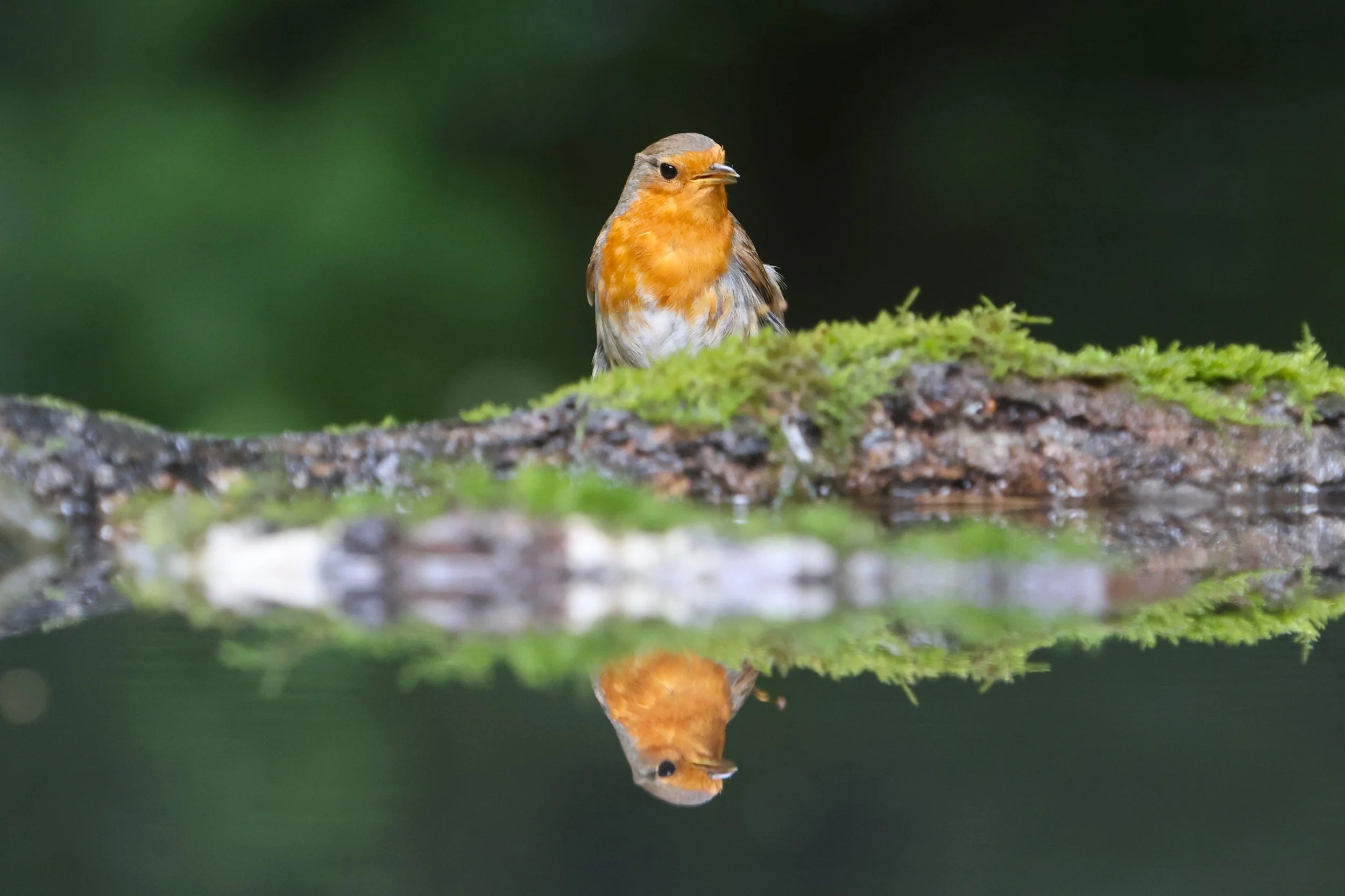 Robin - Kent Reflection Pool Hide, UK