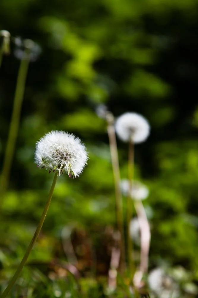Dandelion seed heads
