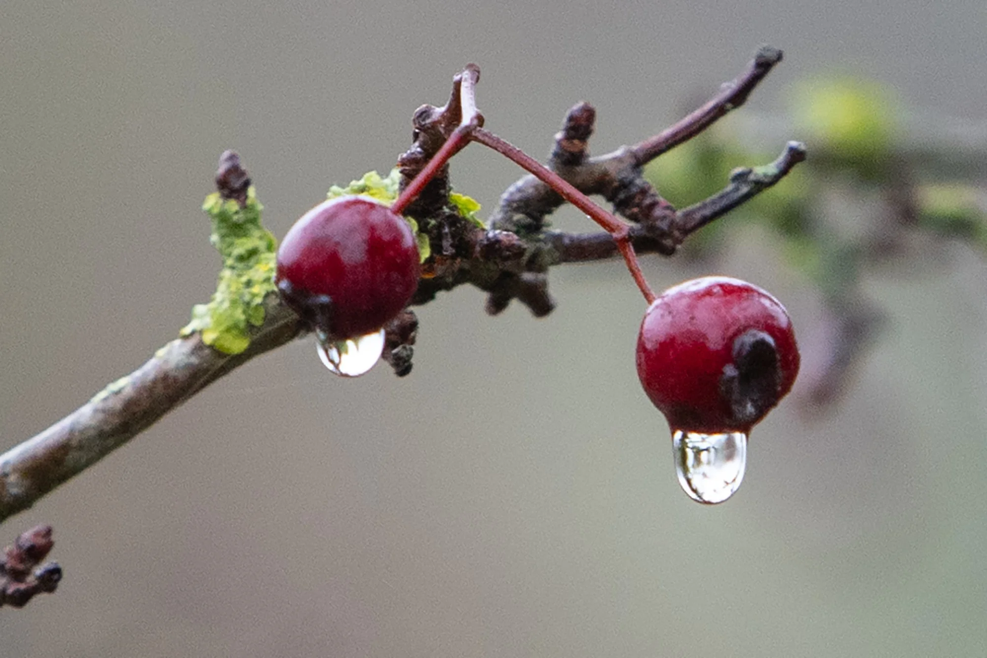 Red Hawthorn berries with water droplets