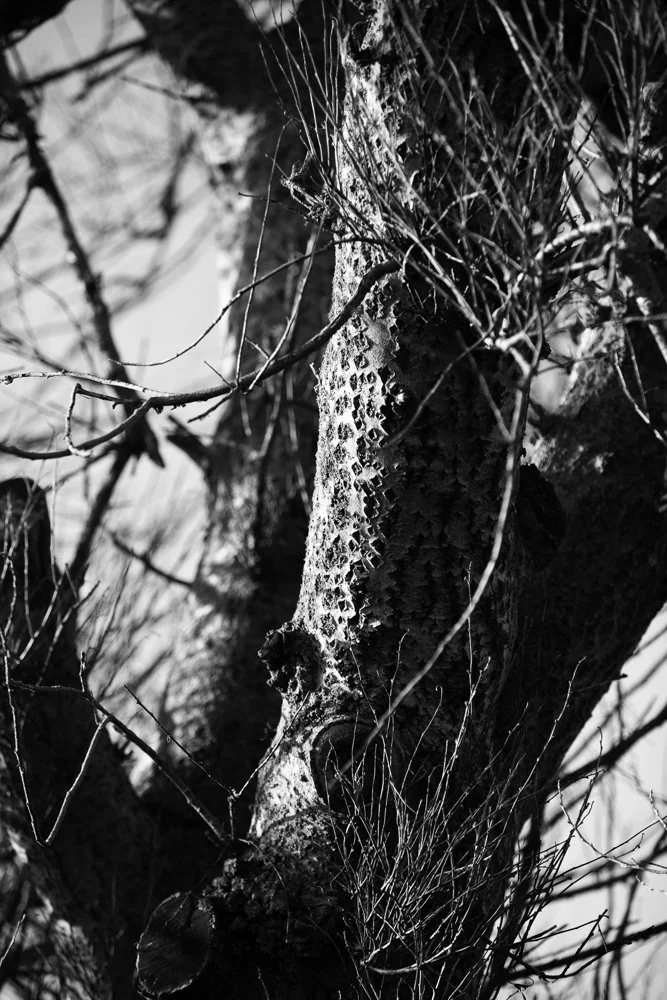 Bark detail in B&W