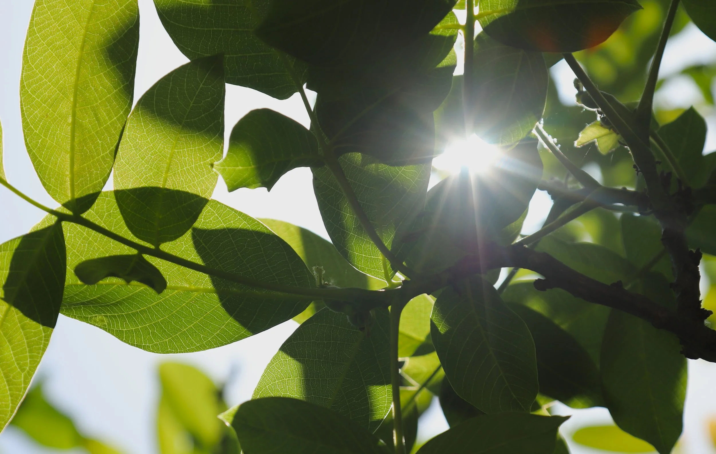 Sunshine through the trees