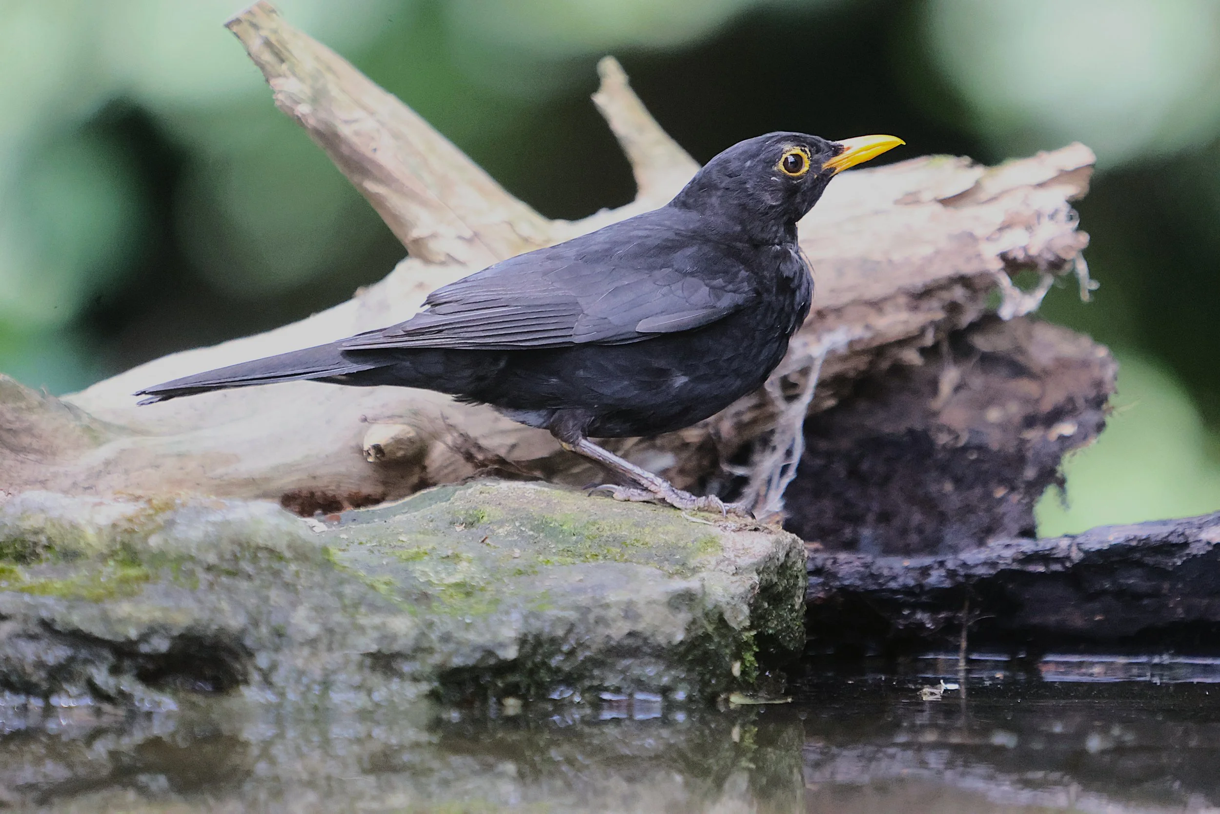 Male Blackbird - Kent Reflection Pool Hide, UK