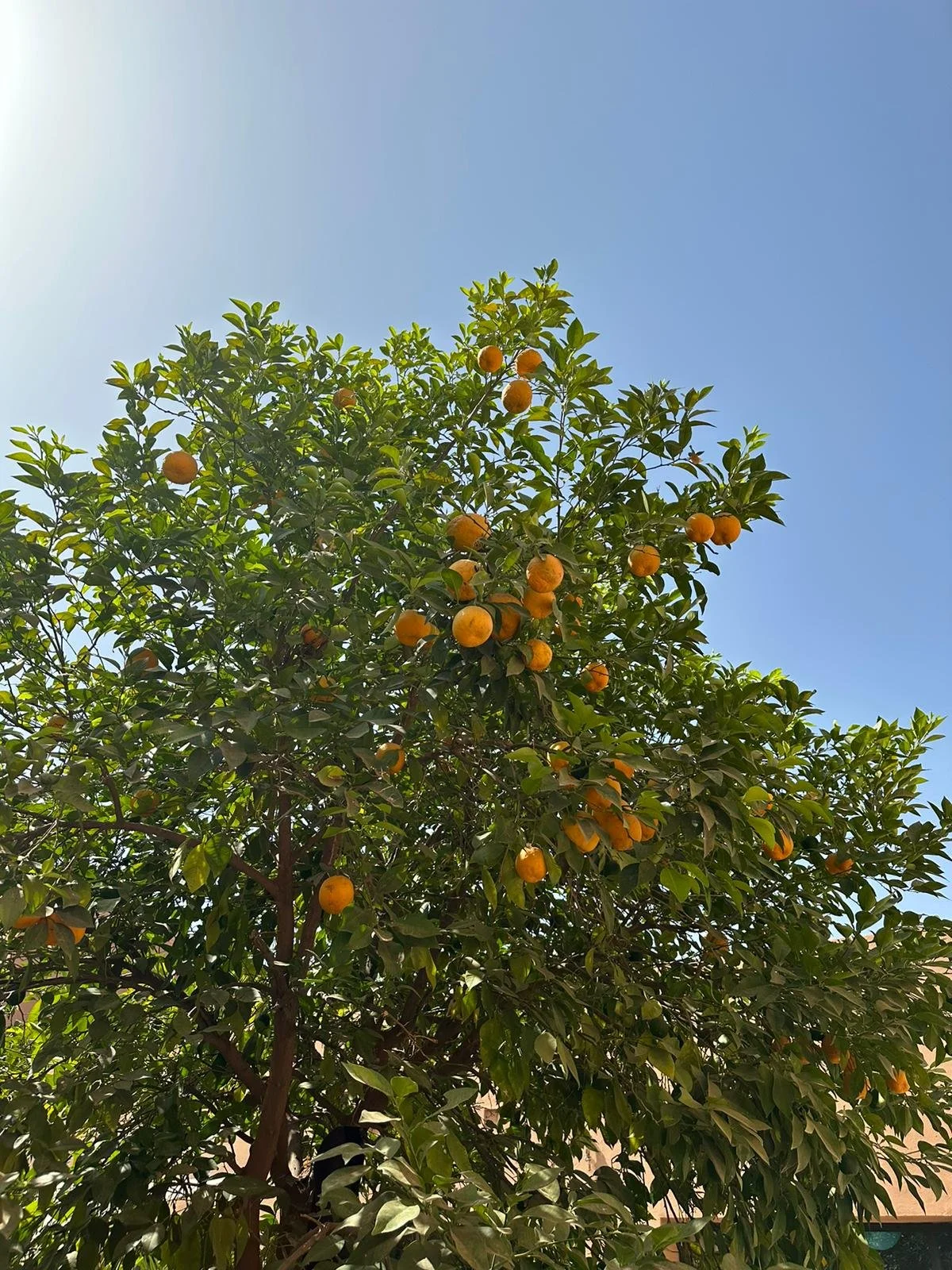 Orange Tree, Marrakech, Morocco