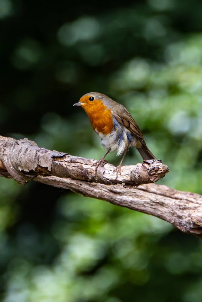 Robin - Kent Reflection Pool Hide, UK