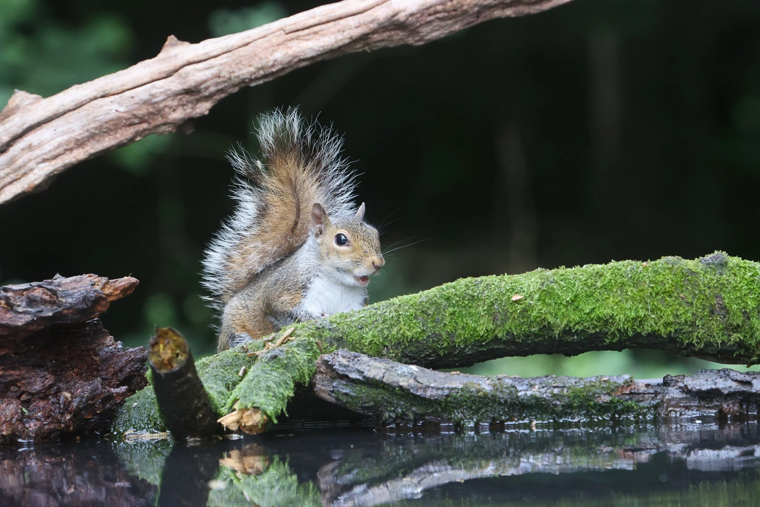 Grey Squirrel - Kent Reflection Pool Hide, UK