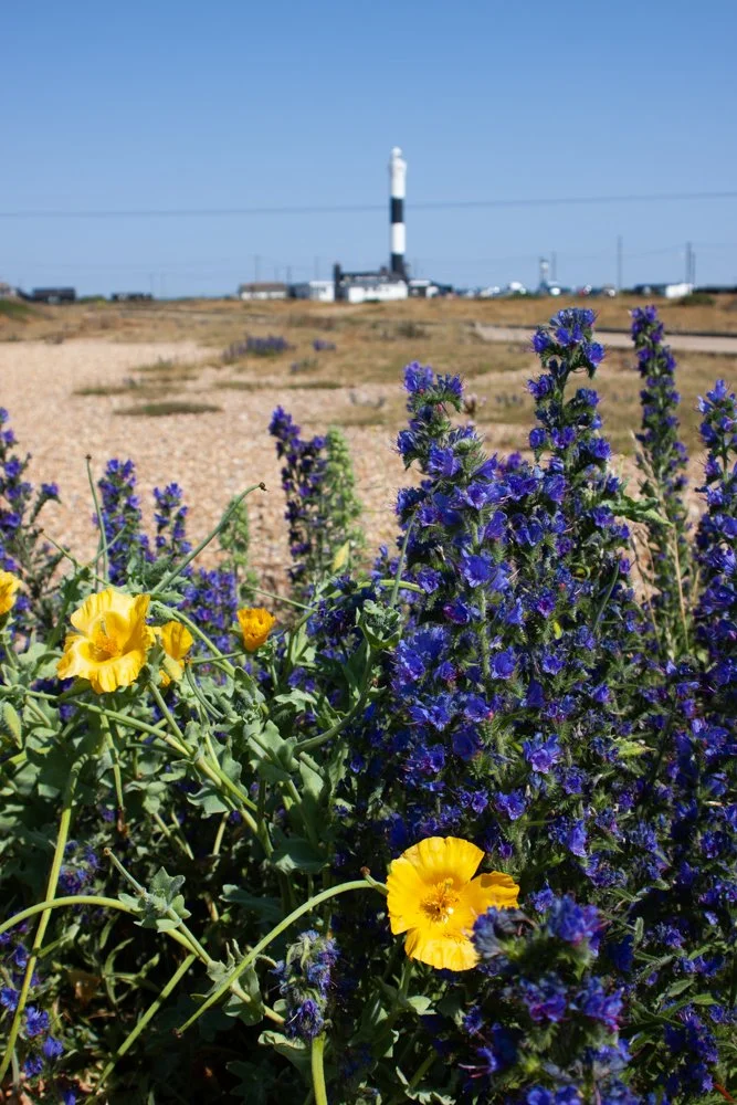 Wild Flora at Dungeness, Kent
