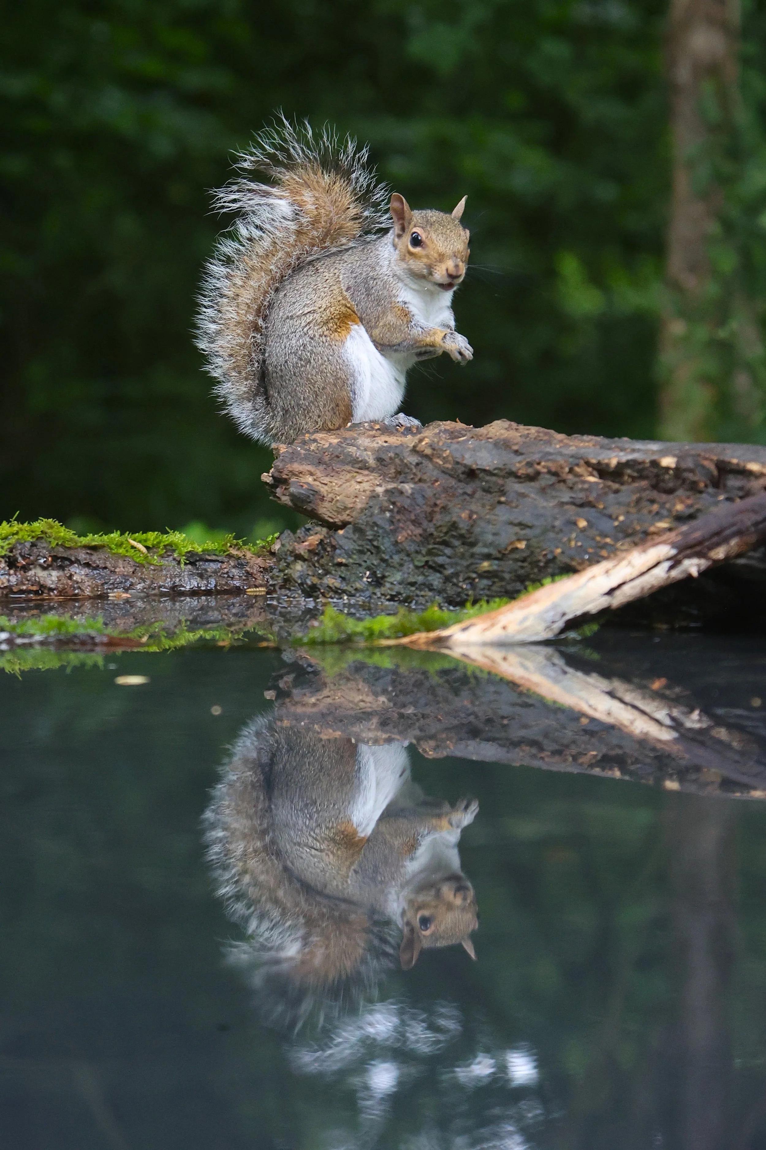 Grey Squirrel - Kent Reflection Pool Hide, UK