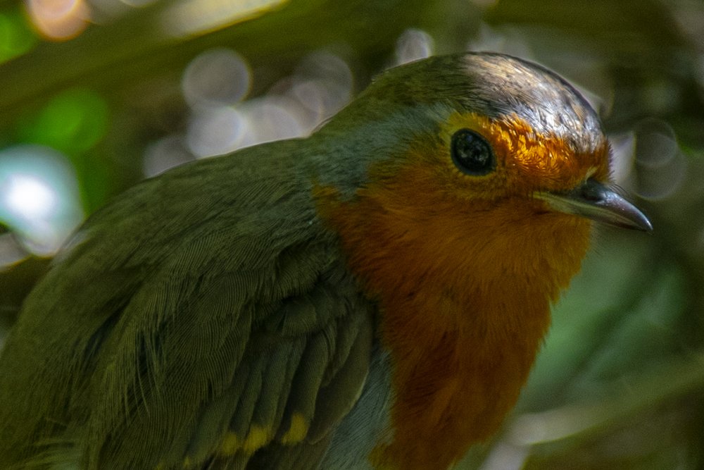 Robin in the bushes
