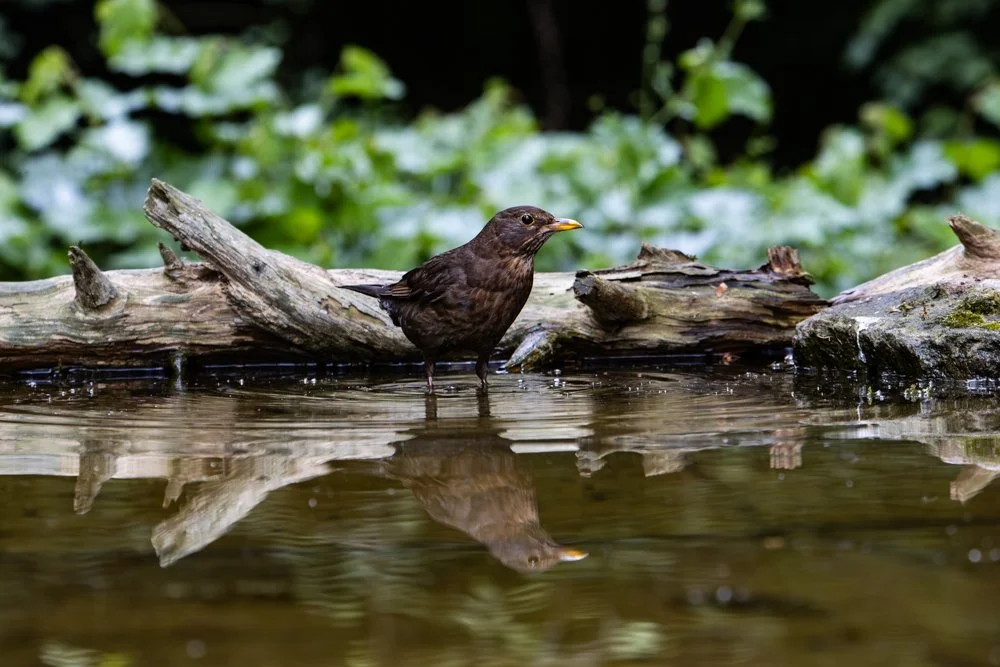 Female Blackbird - Kent Reflection Pool Hide, UK